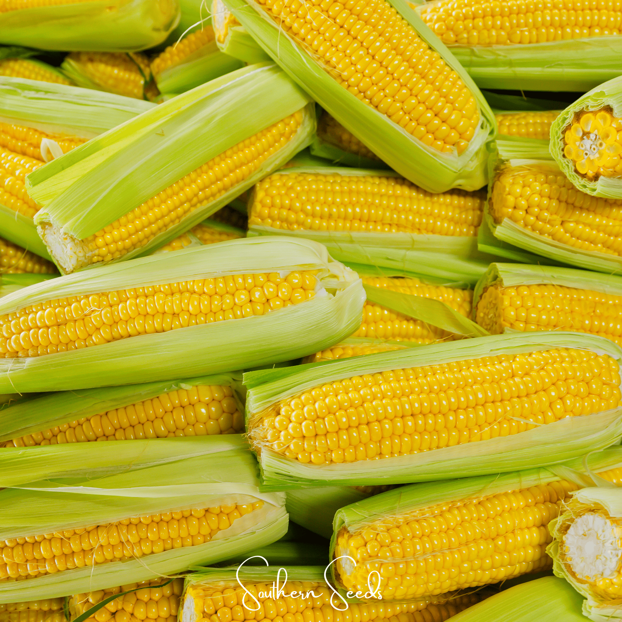 Kandy Korn Corn – 30 Seeds by Southern Seeds