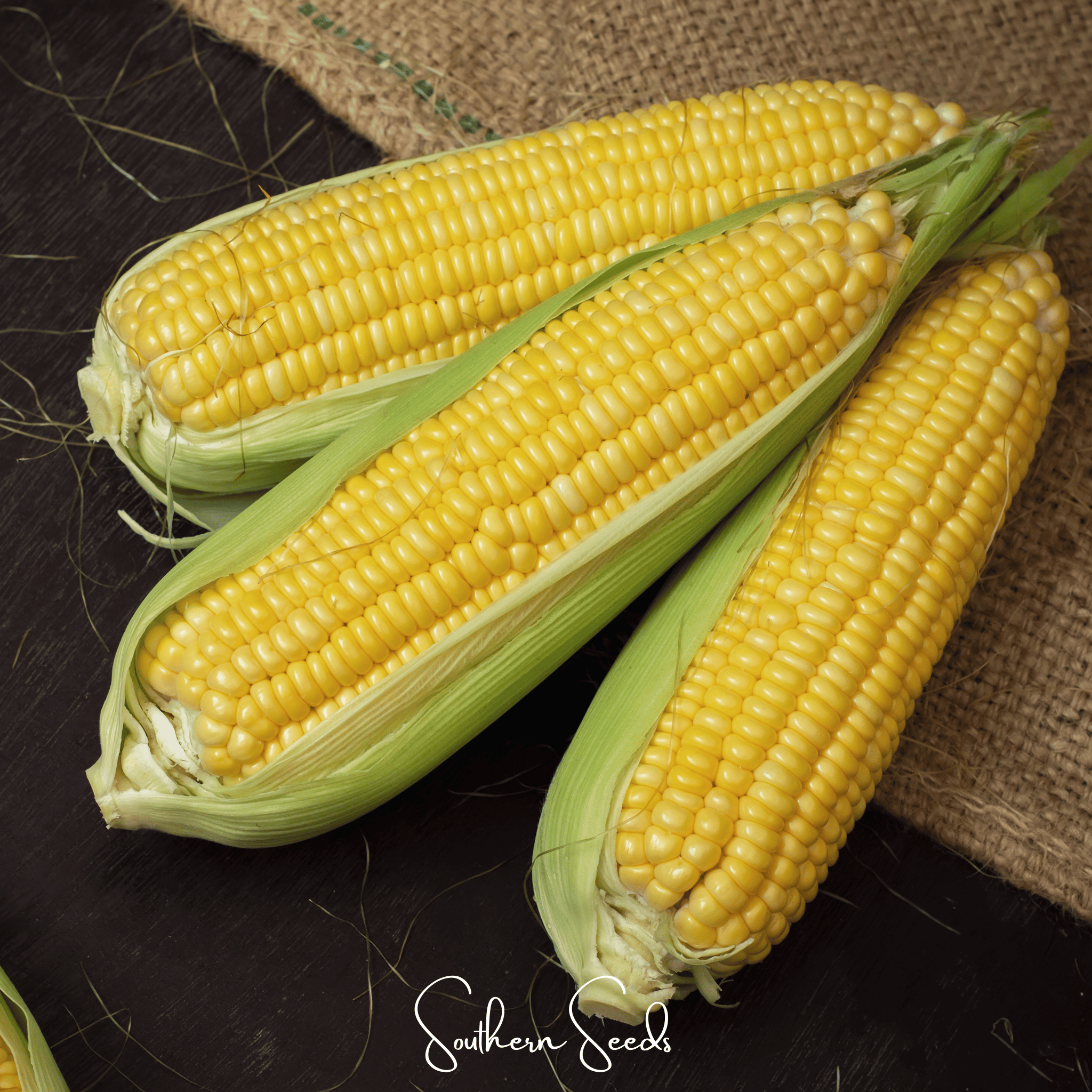 Kandy Korn Corn – 30 Seeds by Southern Seeds
