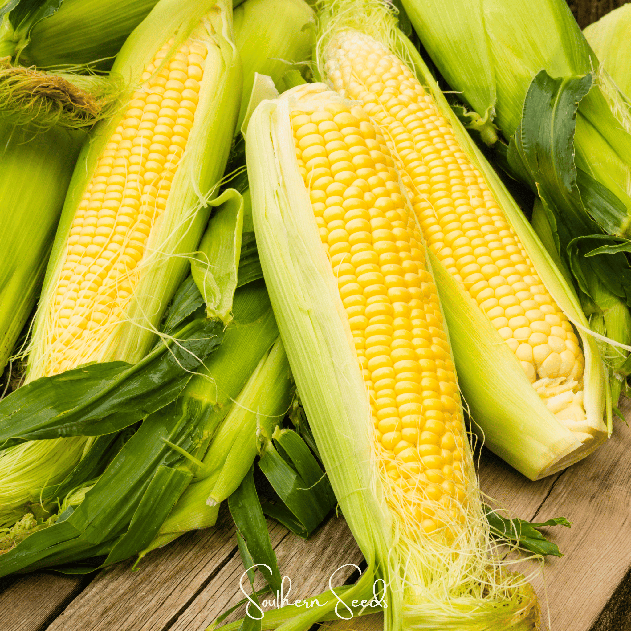Kandy Korn Corn – 30 Seeds by Southern Seeds