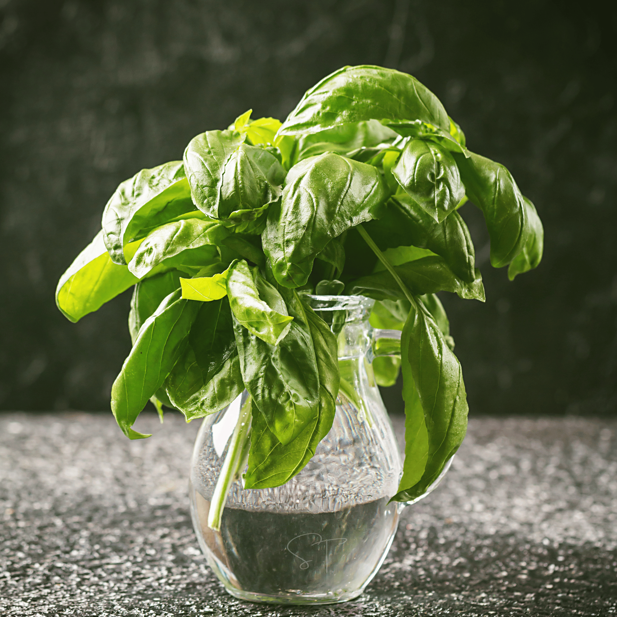 Italian Large Leaf Basil – 250 Seeds by Southern Seeds