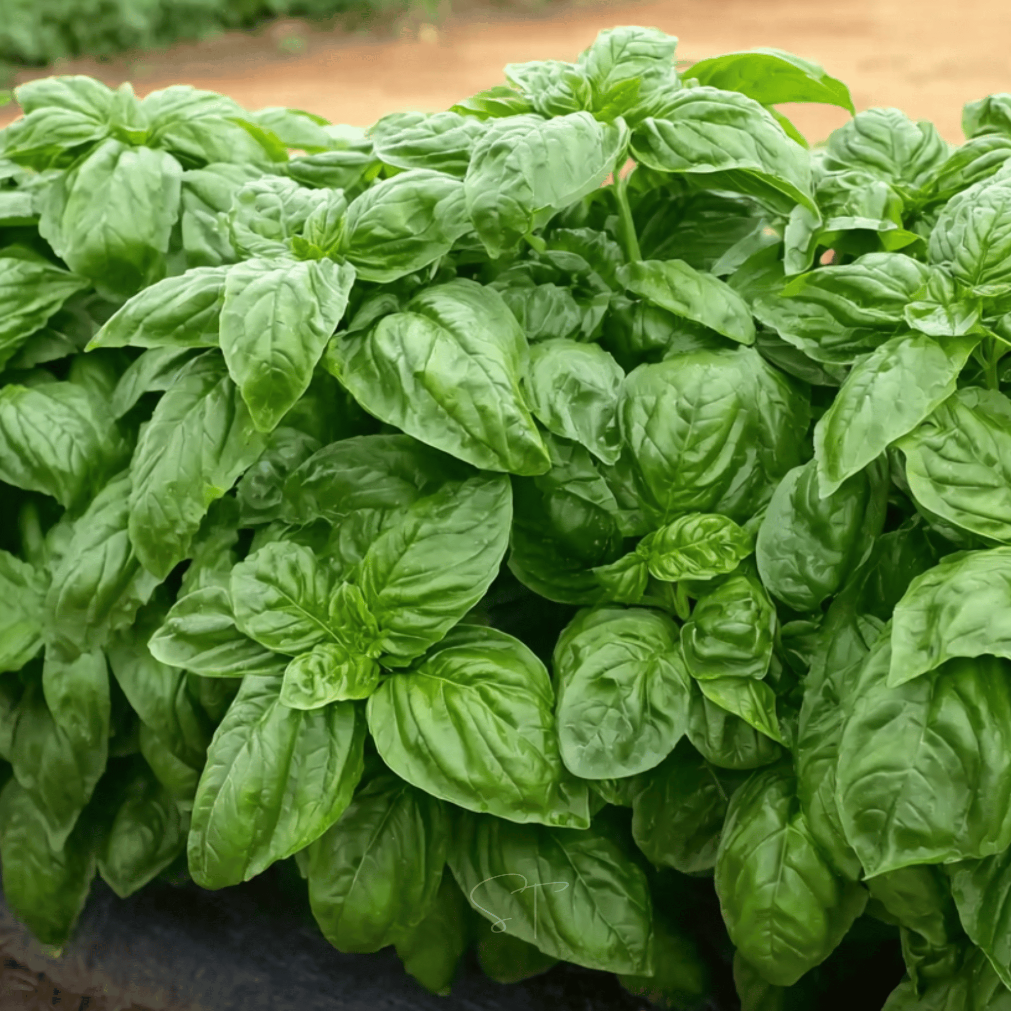 Italian Large Leaf Basil – 250 Seeds by Southern Seeds