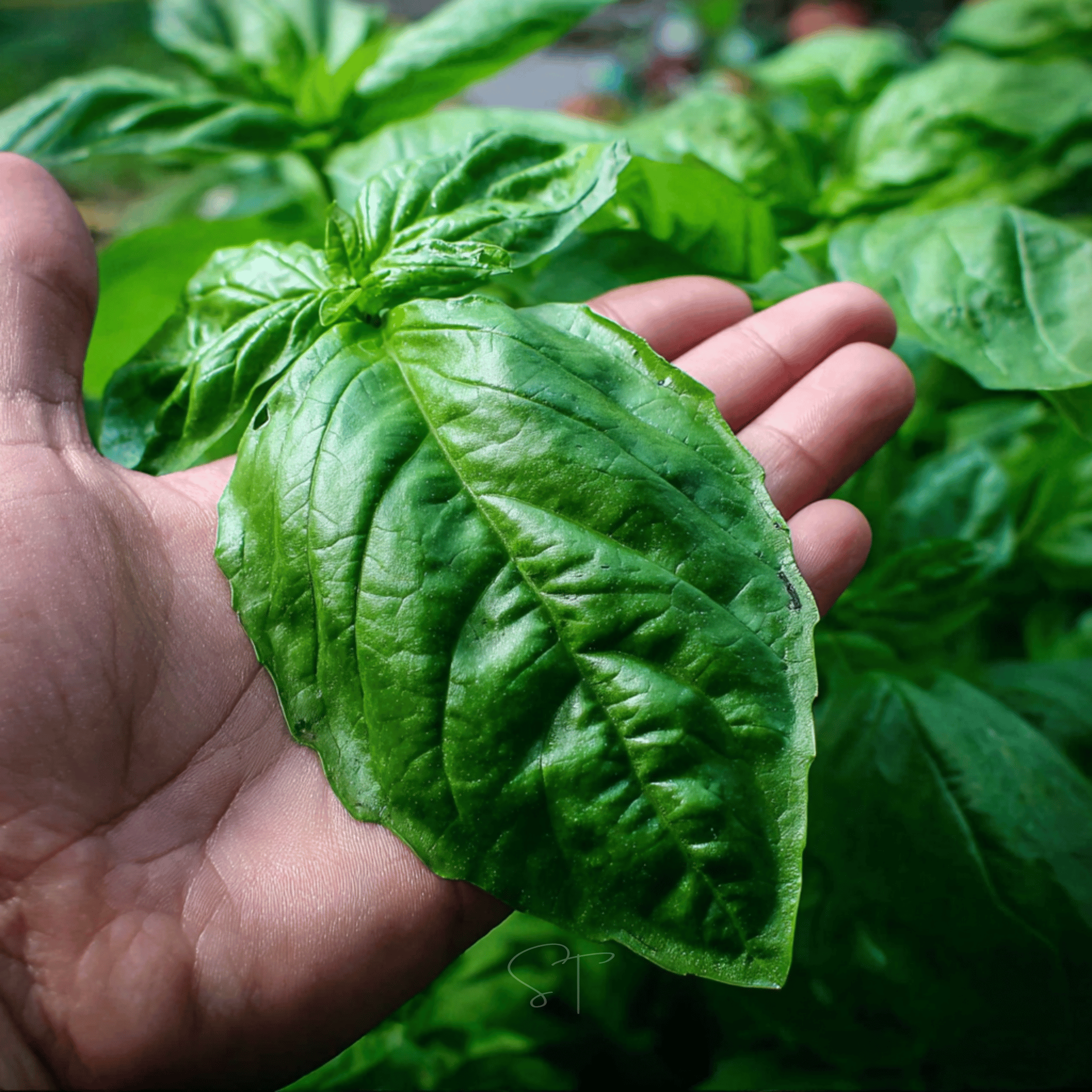 Italian Large Leaf Basil – 250 Seeds by Southern Seeds