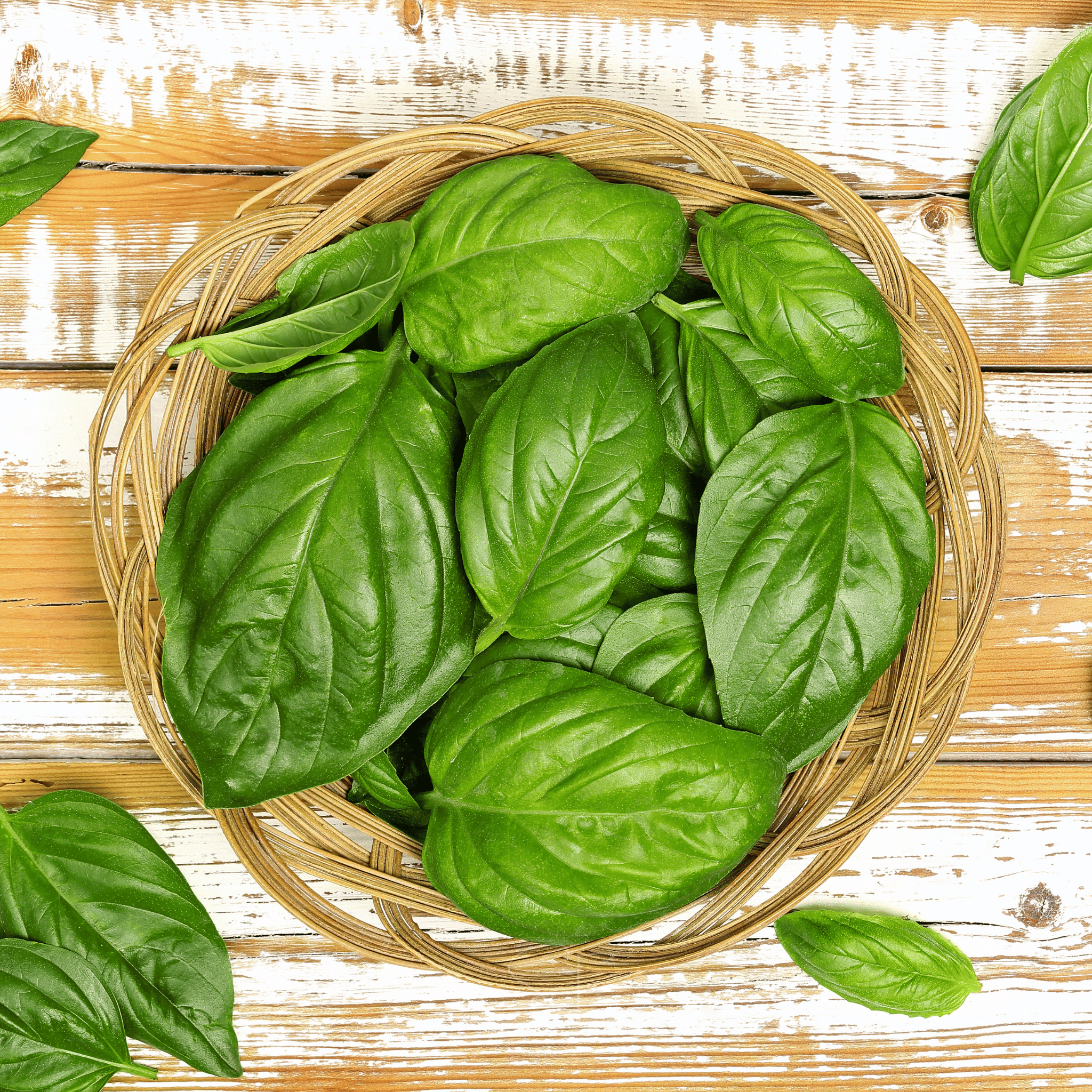 Italian Large Leaf Basil – 250 Seeds by Southern Seeds