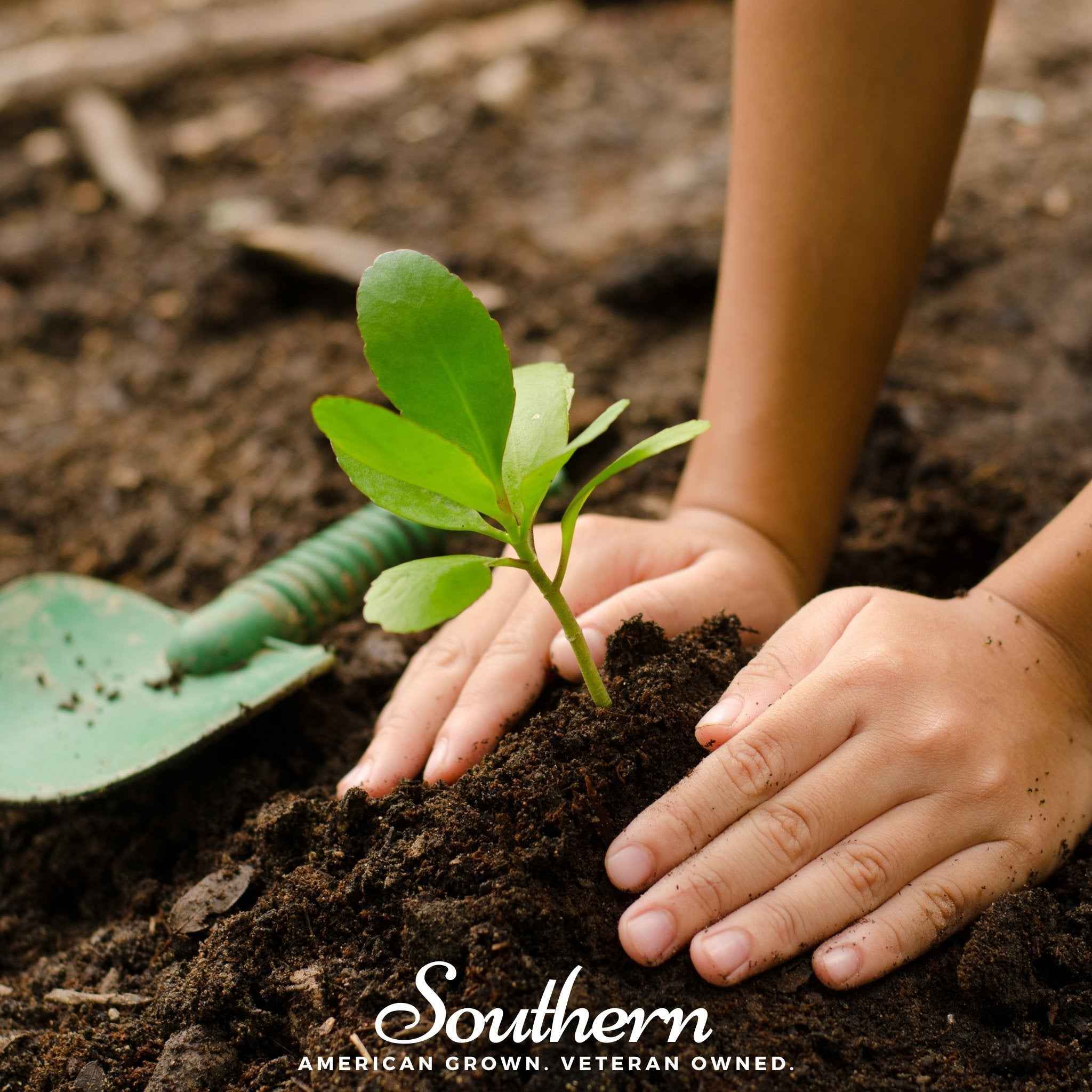 Kids Garden Seed Collection – 10 Varieties by Southern Seeds