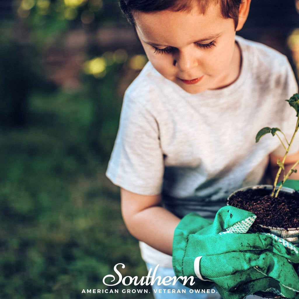 Kids Garden Seed Collection – 10 Varieties by Southern Seeds