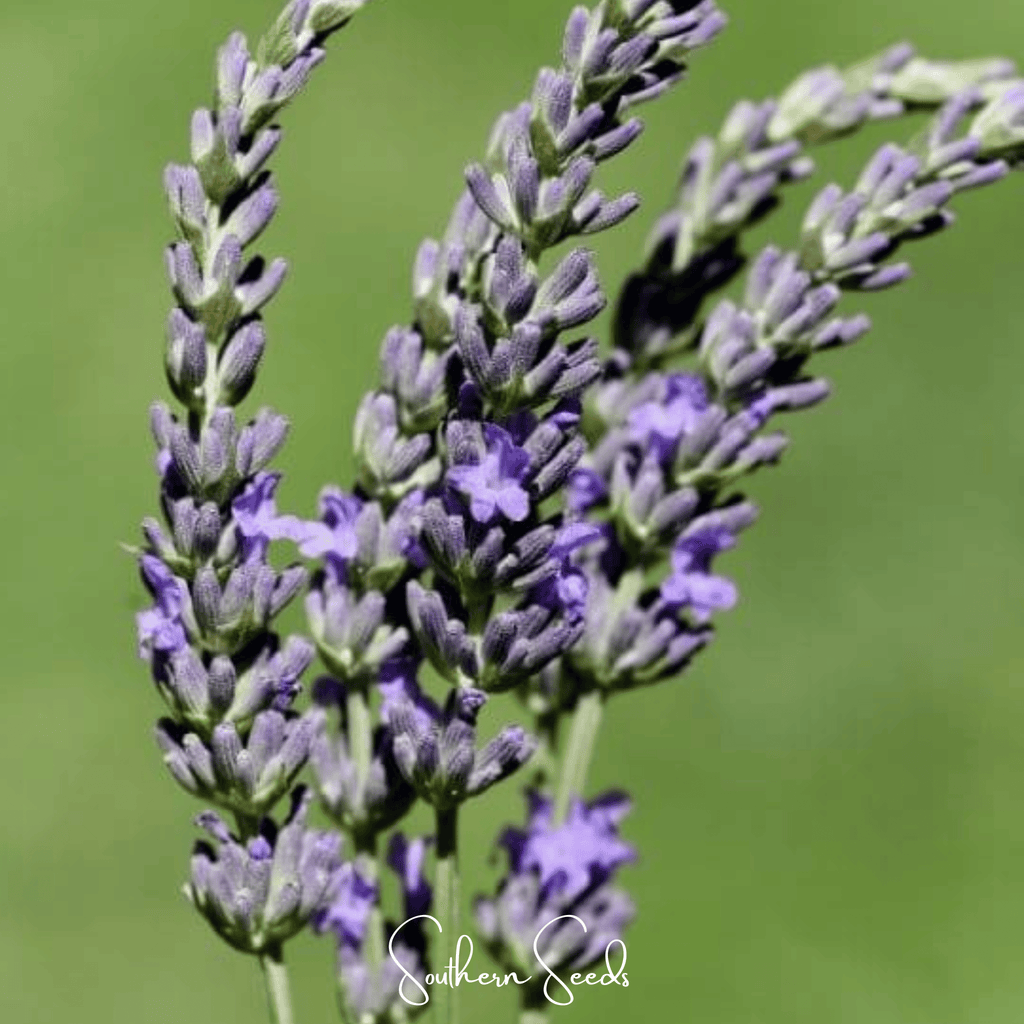 Spike Lavender – 100 Seeds by Southern Seeds