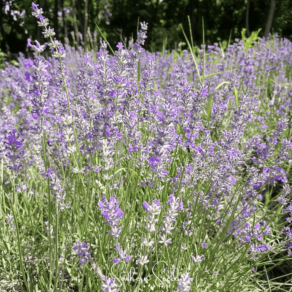 Spike Lavender – 100 Seeds by Southern Seeds