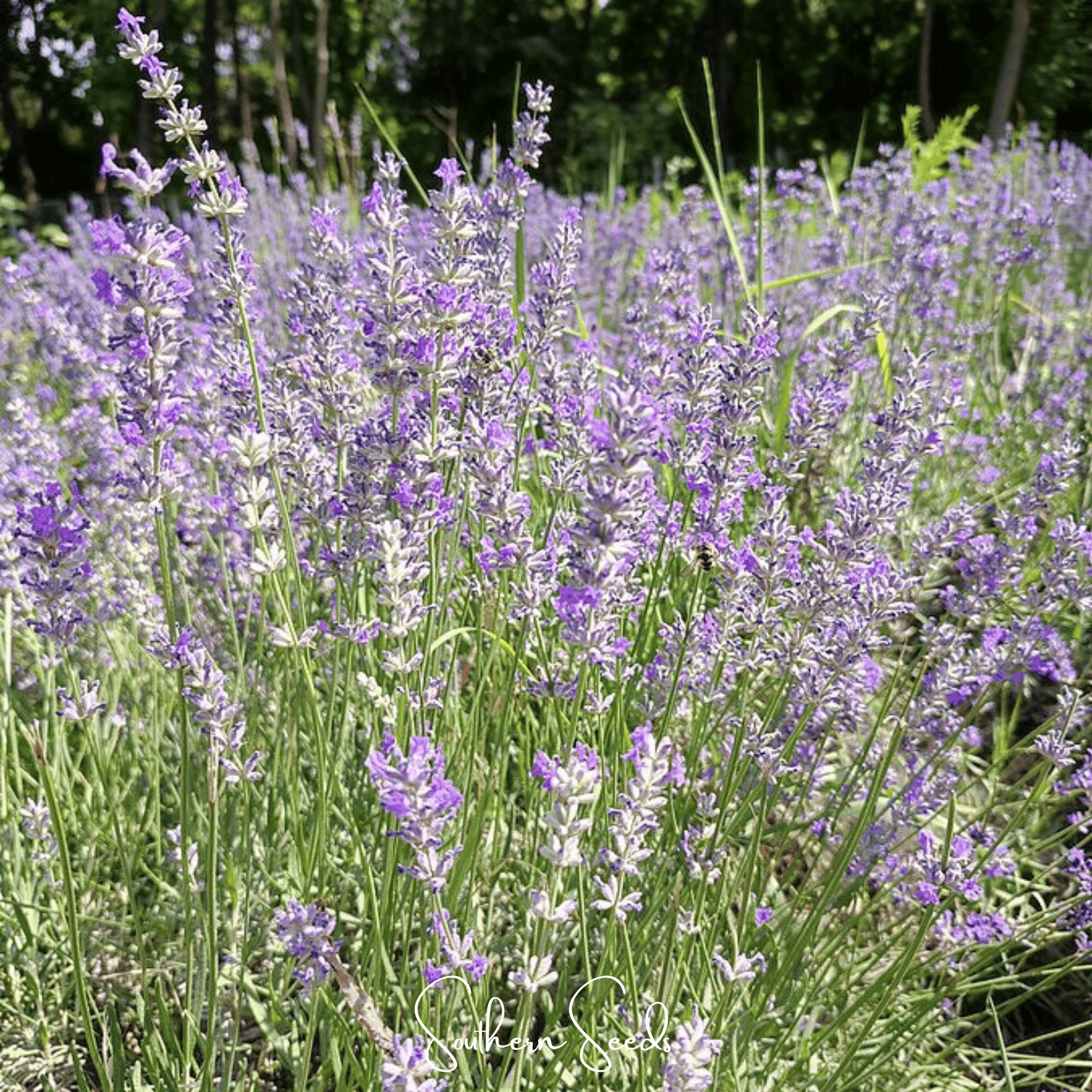 Spike Lavender – 100 Seeds by Southern Seeds