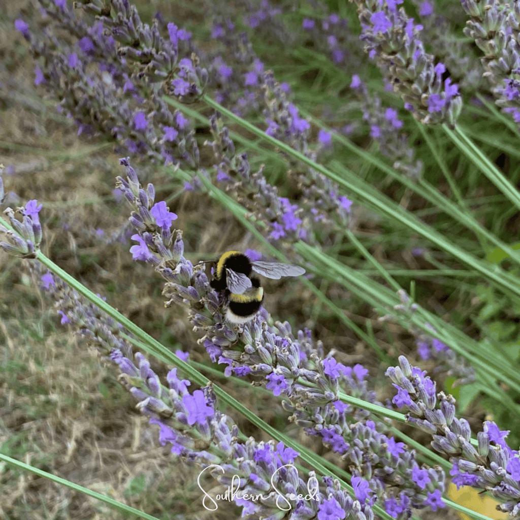 Spike Lavender – 100 Seeds by Southern Seeds