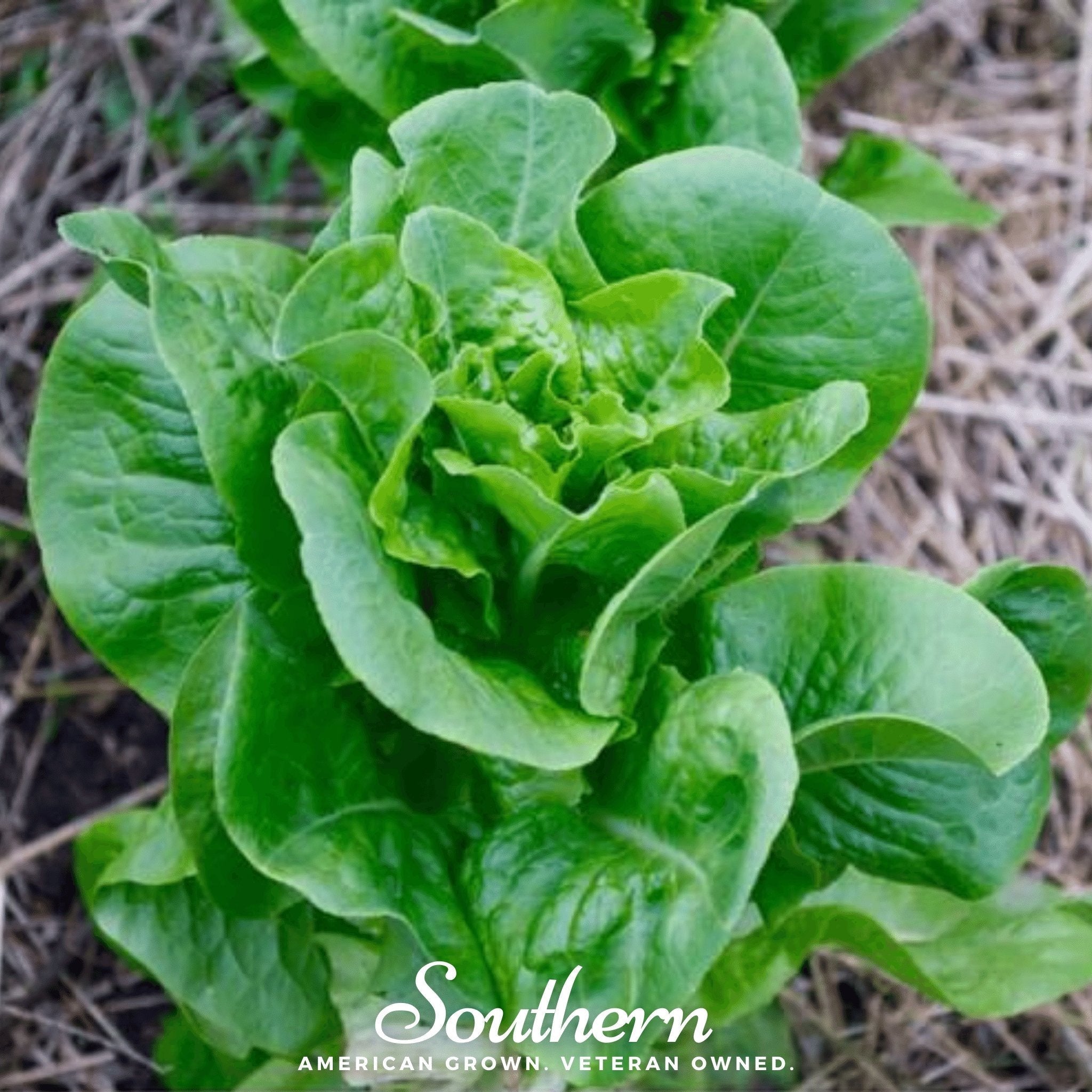 Bibb Summer Lettuce – 500 Seeds by Southern Seeds