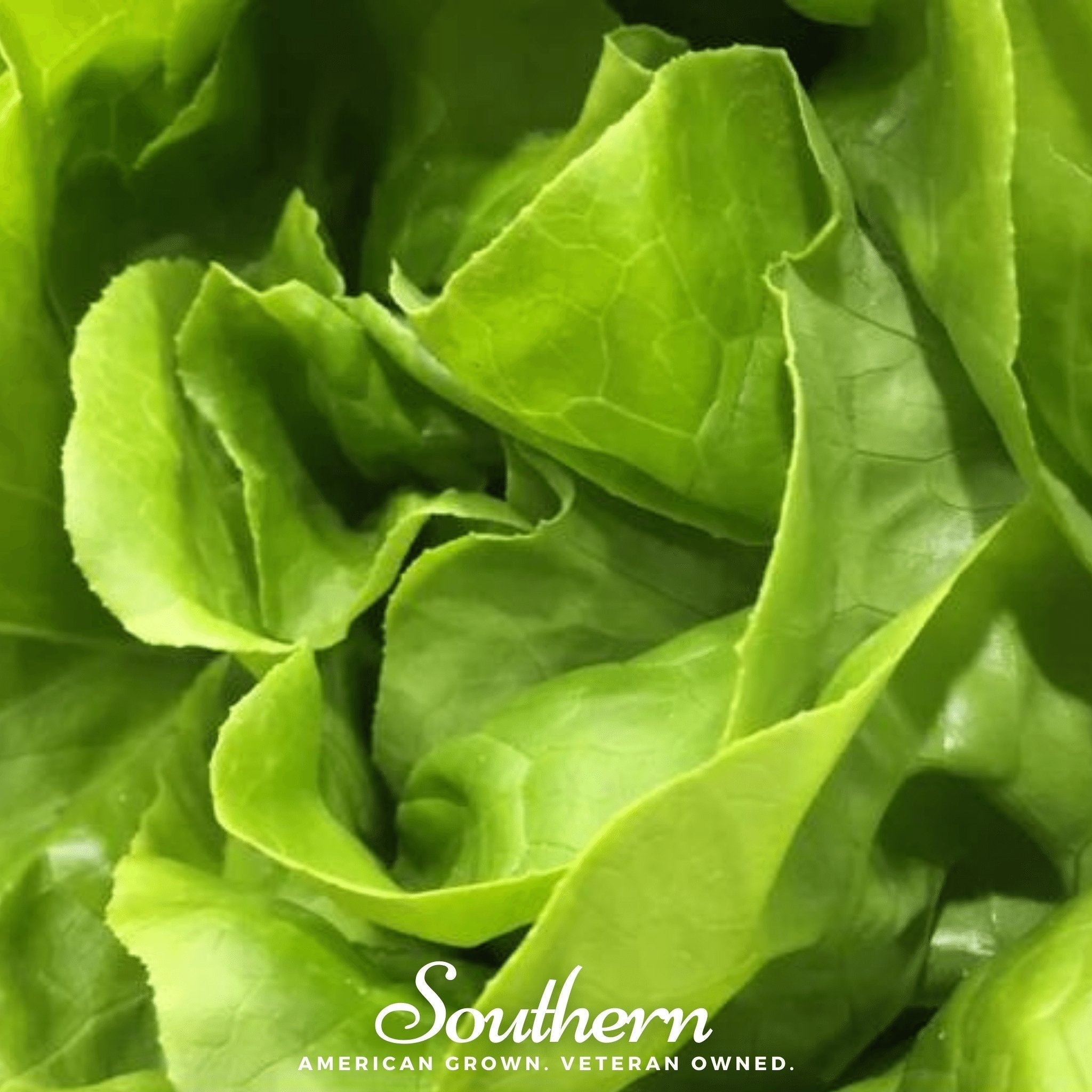 Bibb Summer Lettuce – 500 Seeds by Southern Seeds