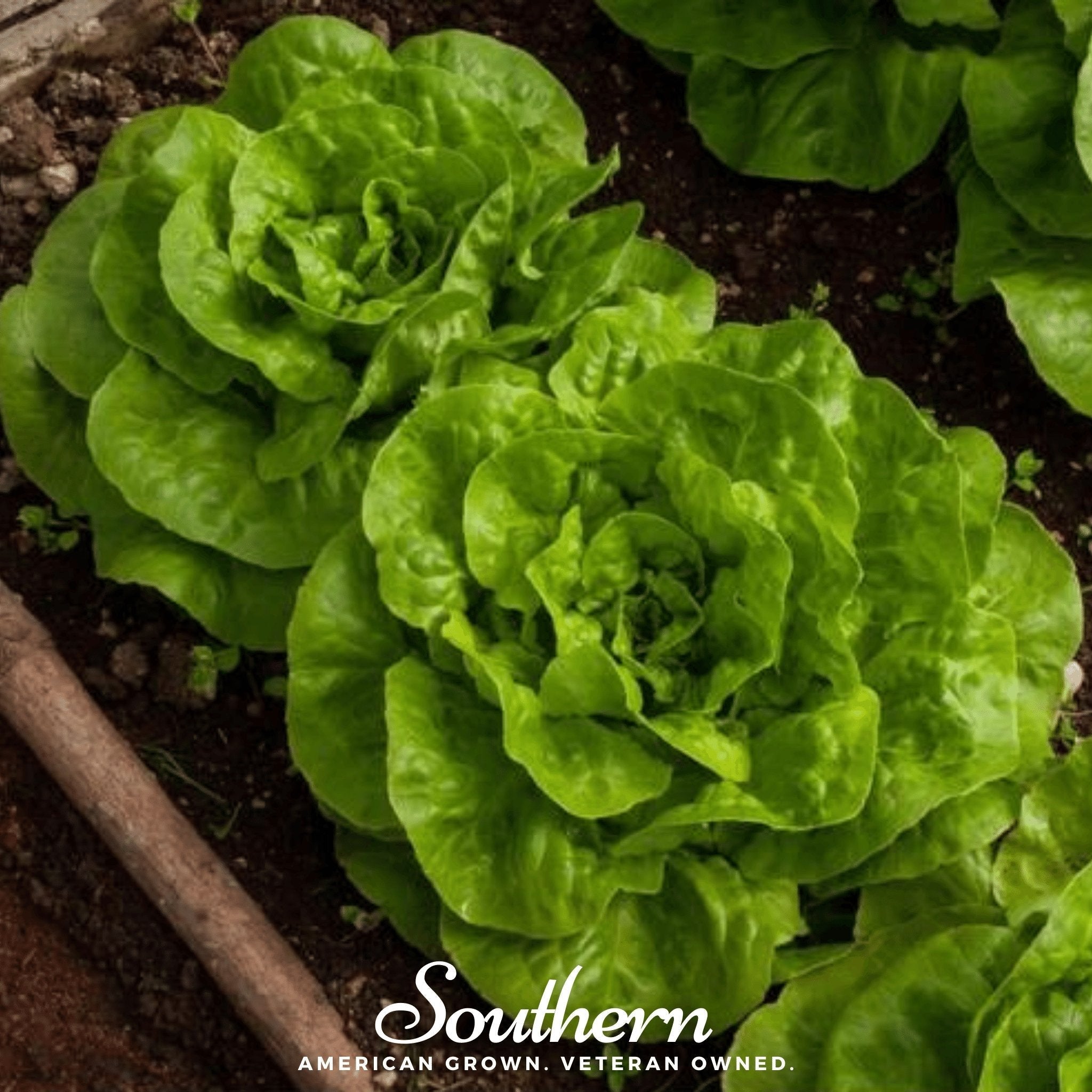 Bibb Summer Lettuce – 500 Seeds by Southern Seeds