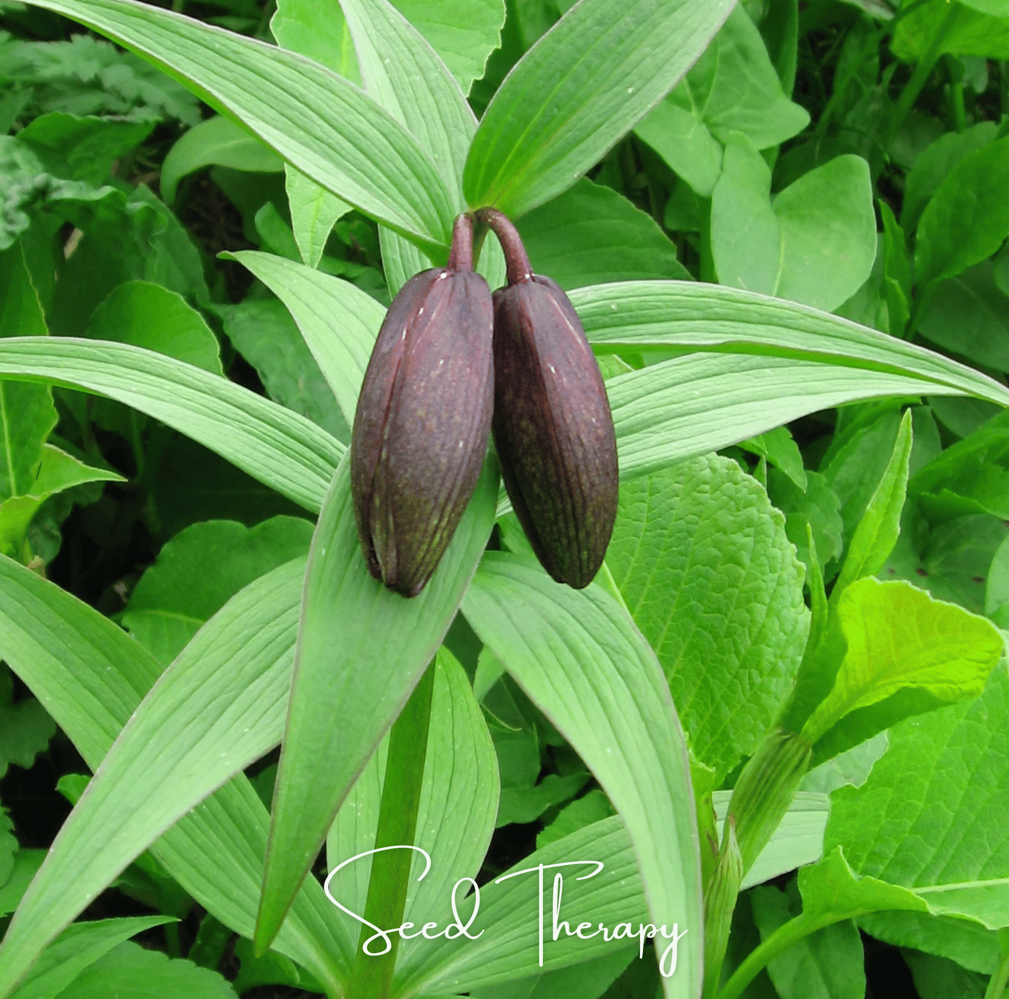 Chocolate Lily – 10 Seeds by Southern Seeds