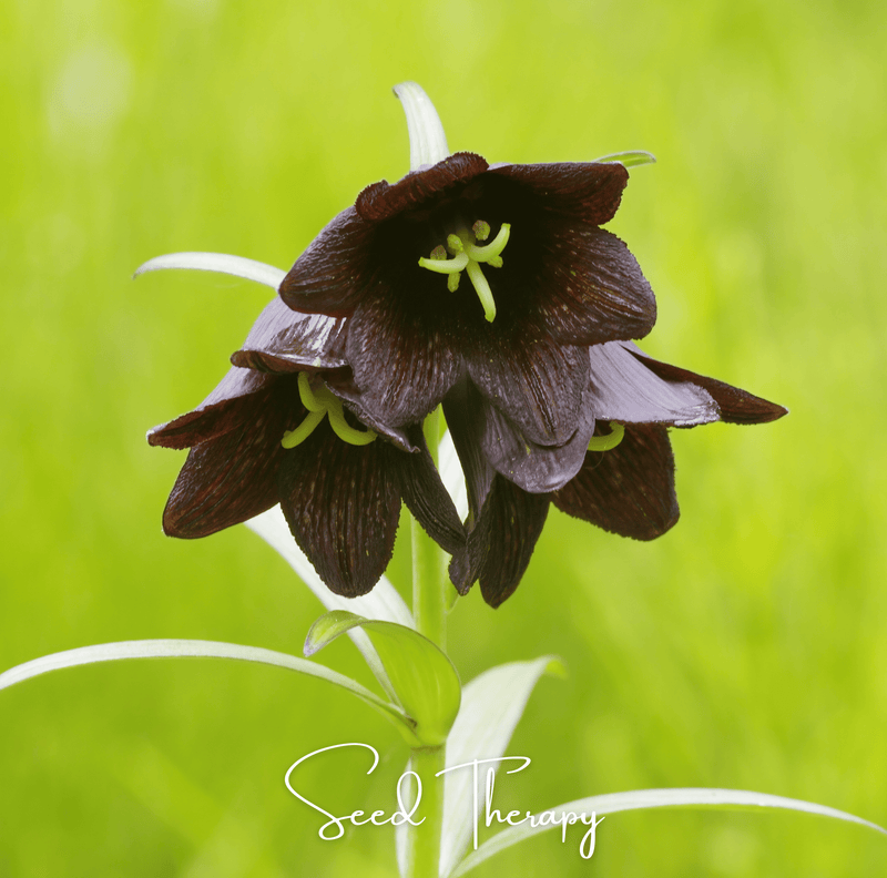 Chocolate Lily – 10 Seeds by Southern Seeds