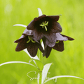 Chocolate Lily – 10 Seeds by Southern Seeds