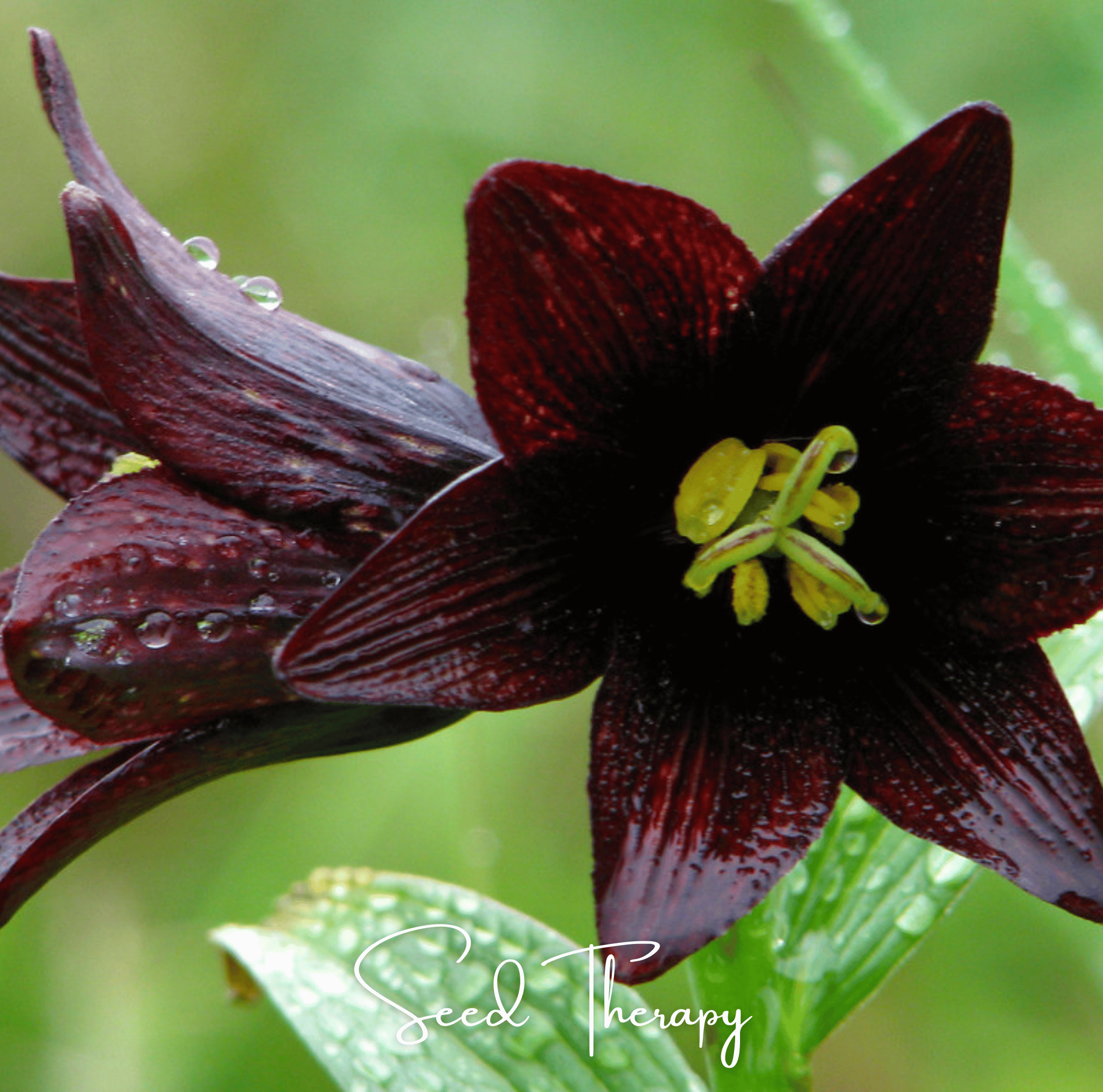 Chocolate Lily – 10 Seeds by Southern Seeds