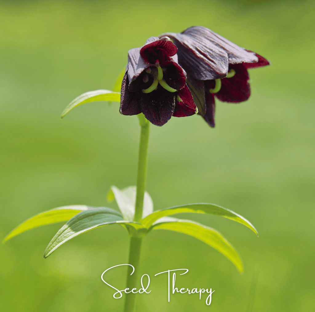 Chocolate Lily – 10 Seeds by Southern Seeds
