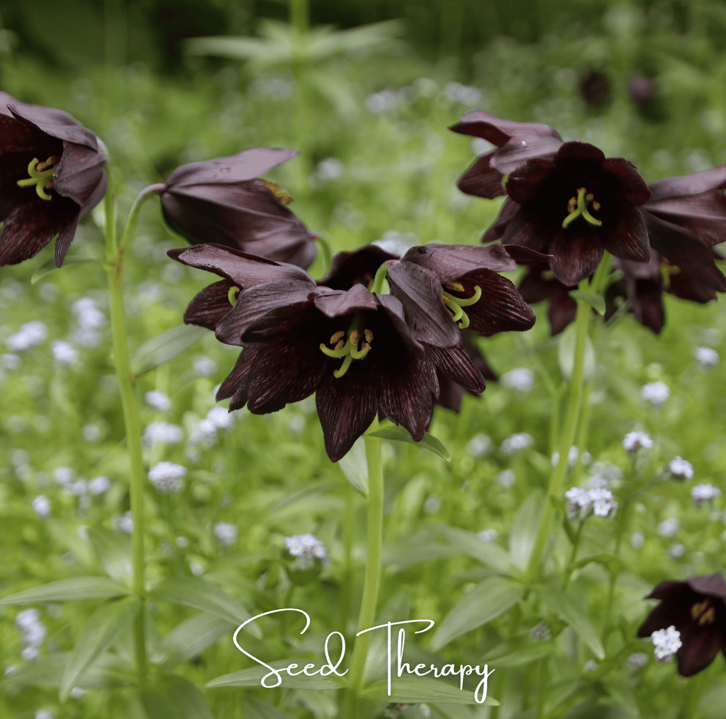 Chocolate Lily – 10 Seeds by Southern Seeds