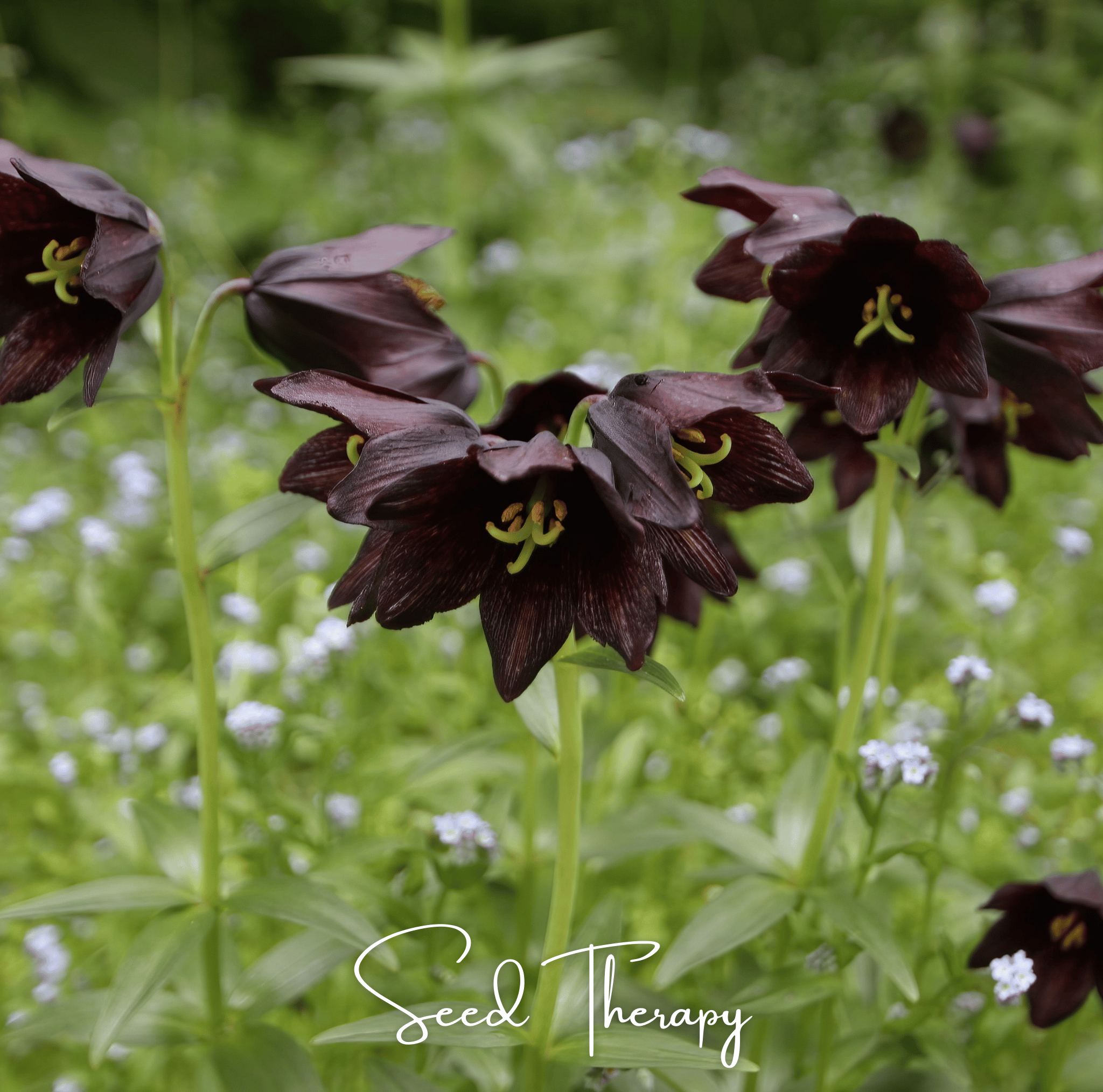 Chocolate Lily – 10 Seeds by Southern Seeds