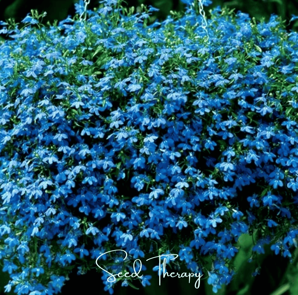 Blue Carpet Lobelia – 100 Seeds by Southern Seeds