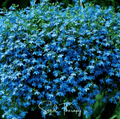 Blue Carpet Lobelia – 100 Seeds by Southern Seeds