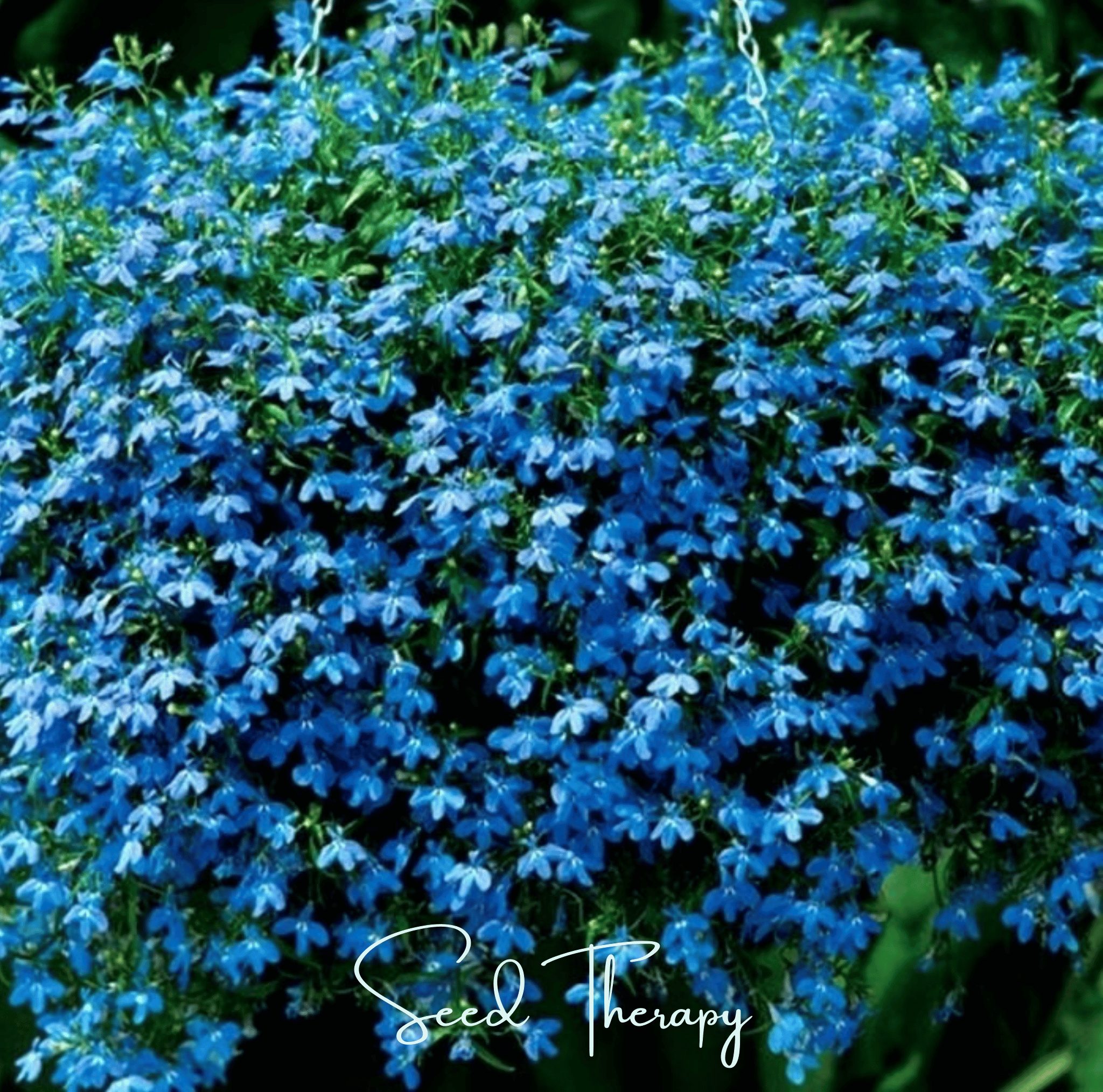 Blue Carpet Lobelia – 100 Seeds by Southern Seeds