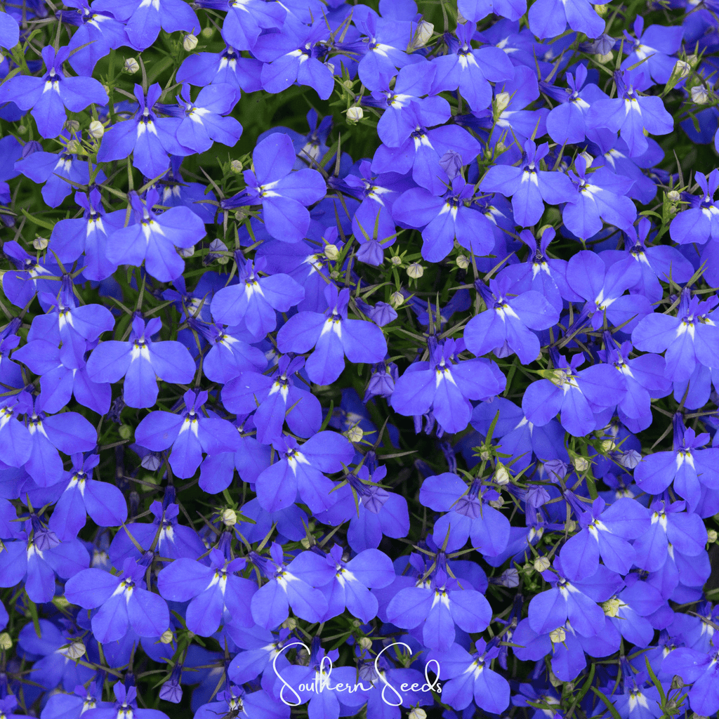Blue Carpet Lobelia – 100 Seeds by Southern Seeds