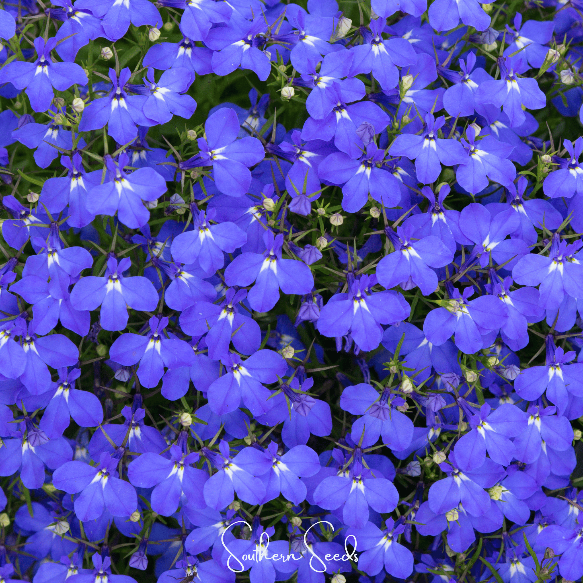 Blue Carpet Lobelia – 100 Seeds by Southern Seeds