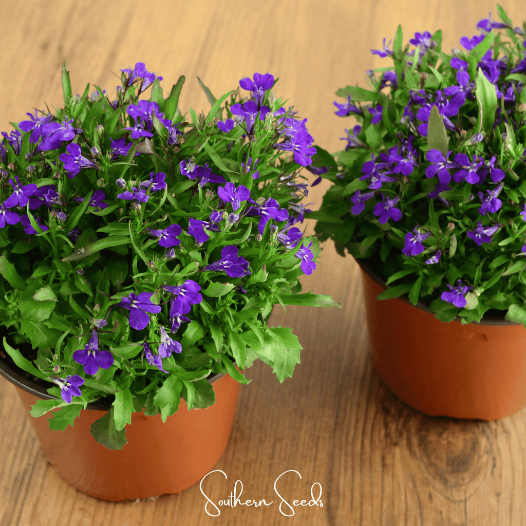 Blue Carpet Lobelia – 100 Seeds by Southern Seeds