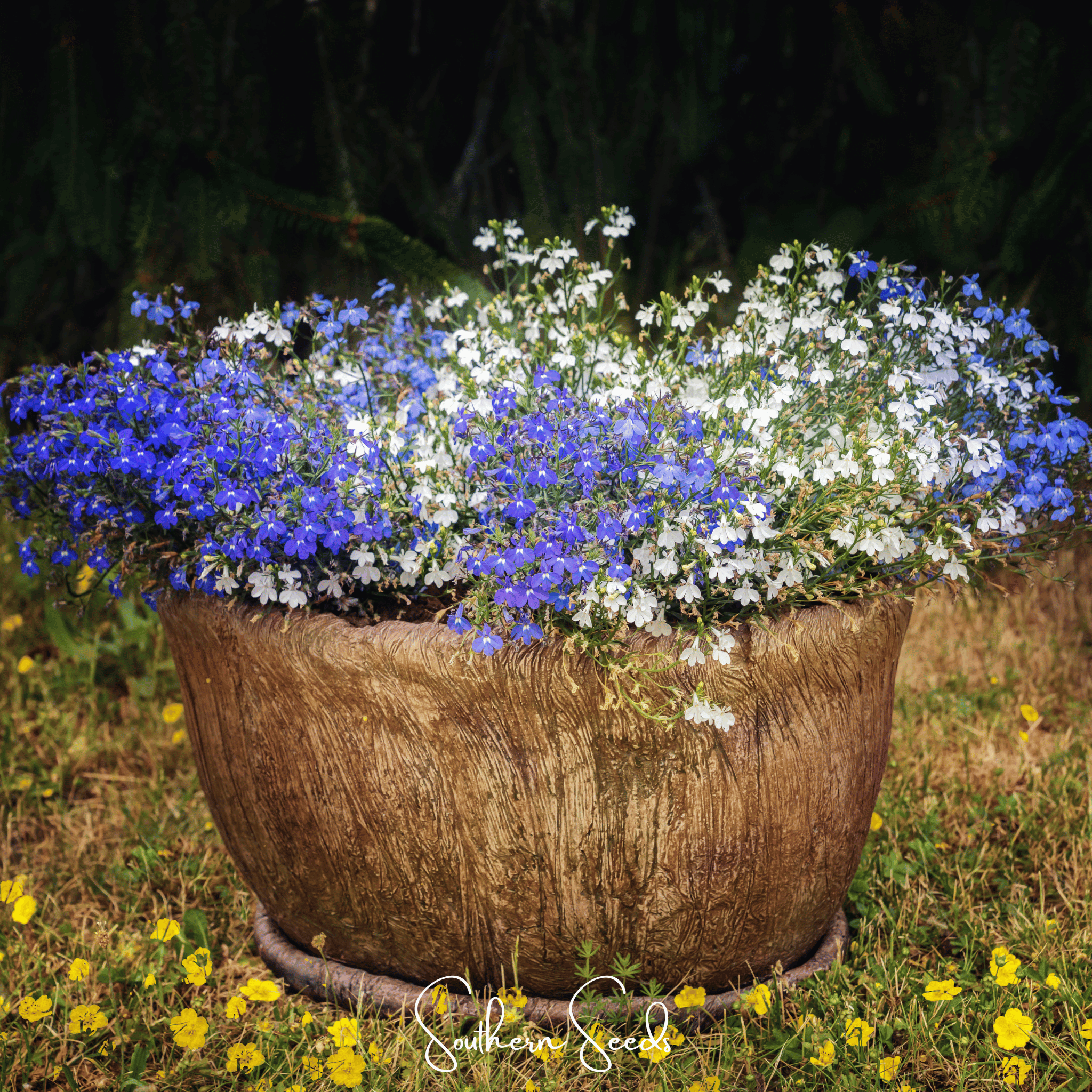 Blue Carpet Lobelia – 100 Seeds by Southern Seeds