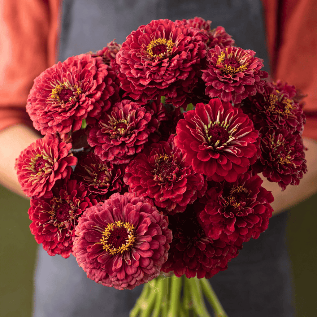 Meteor Zinnia – 100 Seeds by Southern Seeds