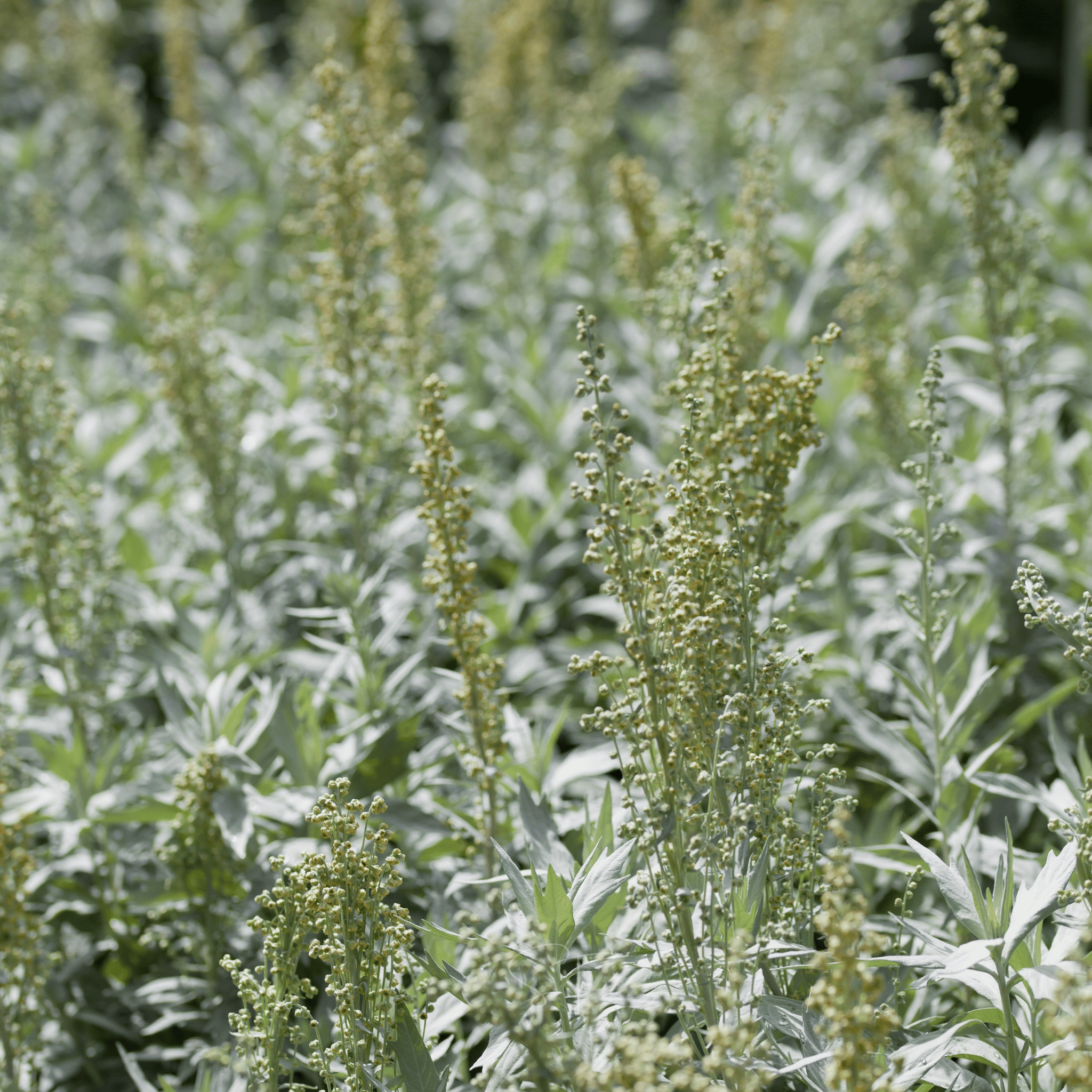 Prairie Sage – 100 Seeds by Southern Seeds