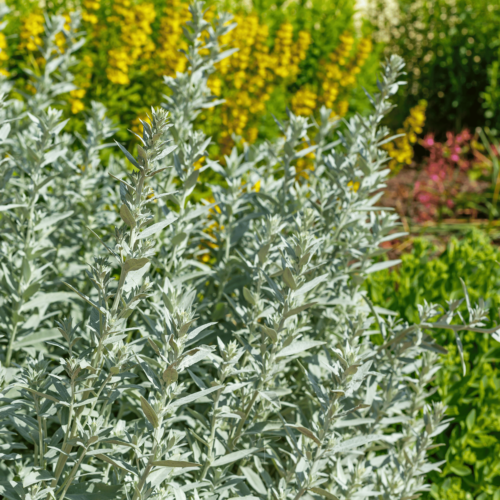Prairie Sage – 100 Seeds by Southern Seeds