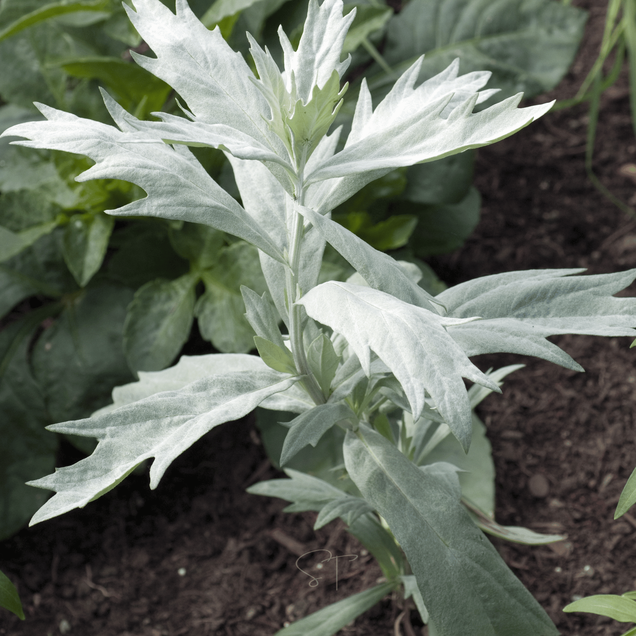 Prairie Sage – 100 Seeds by Southern Seeds