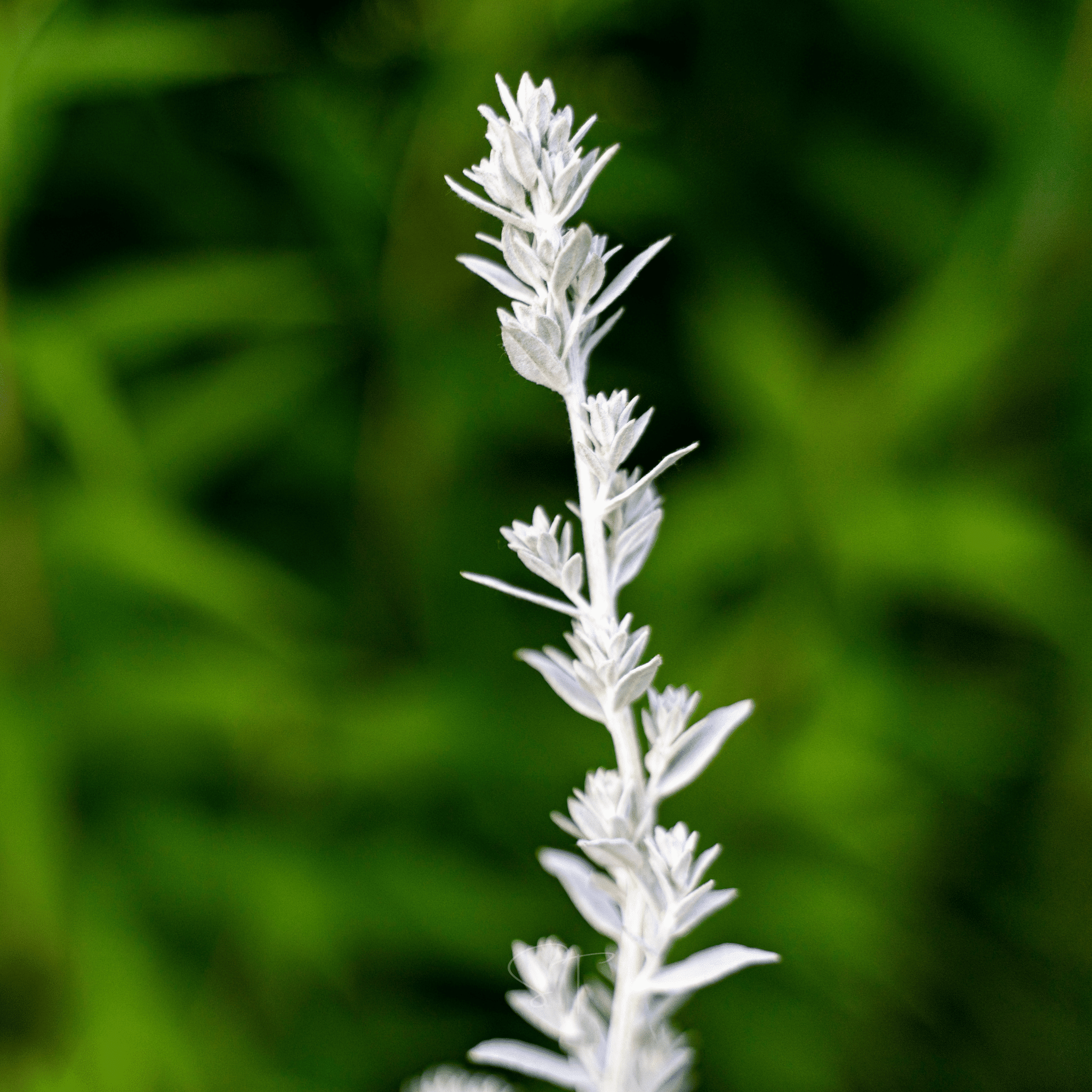 Prairie Sage – 100 Seeds by Southern Seeds