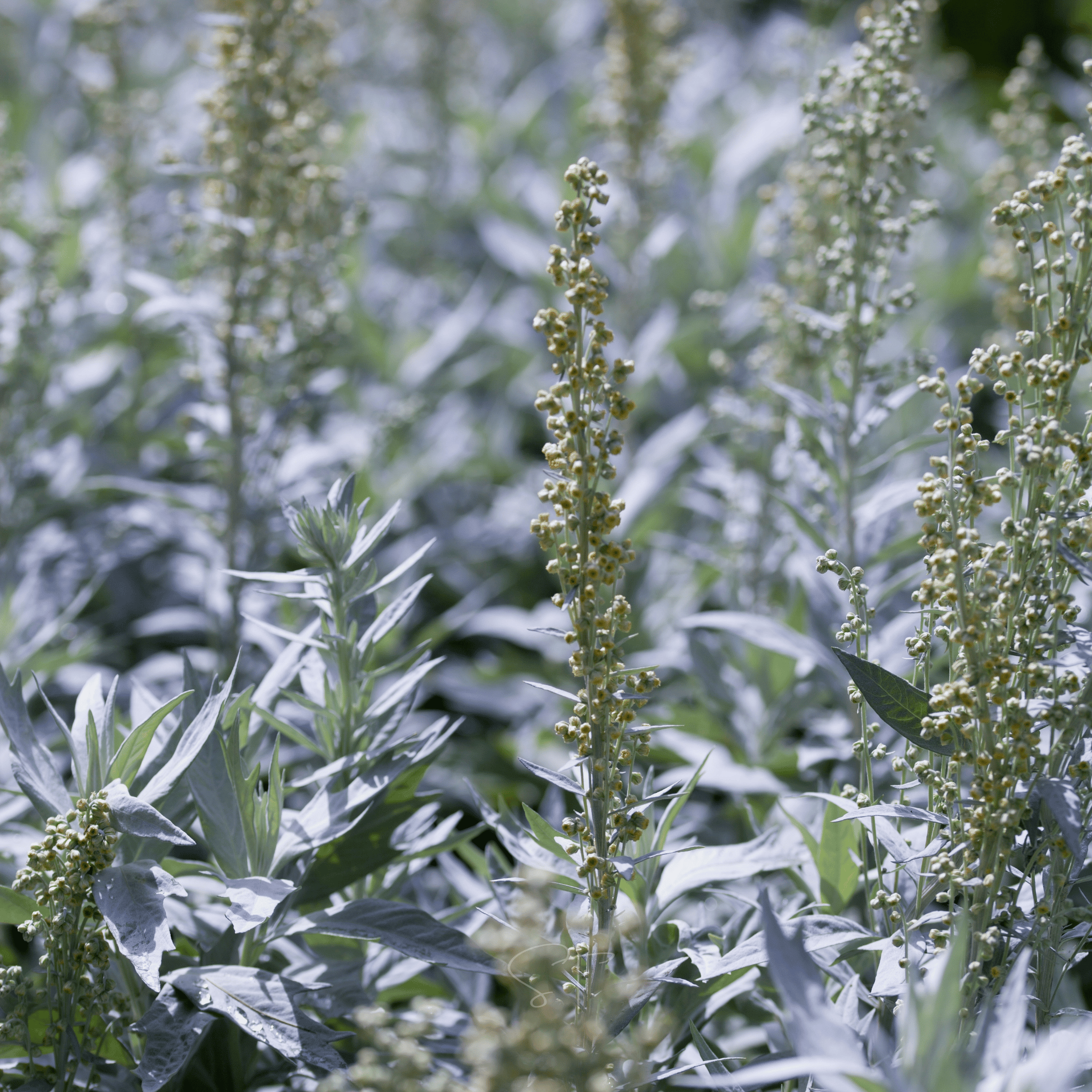 Prairie Sage – 100 Seeds by Southern Seeds