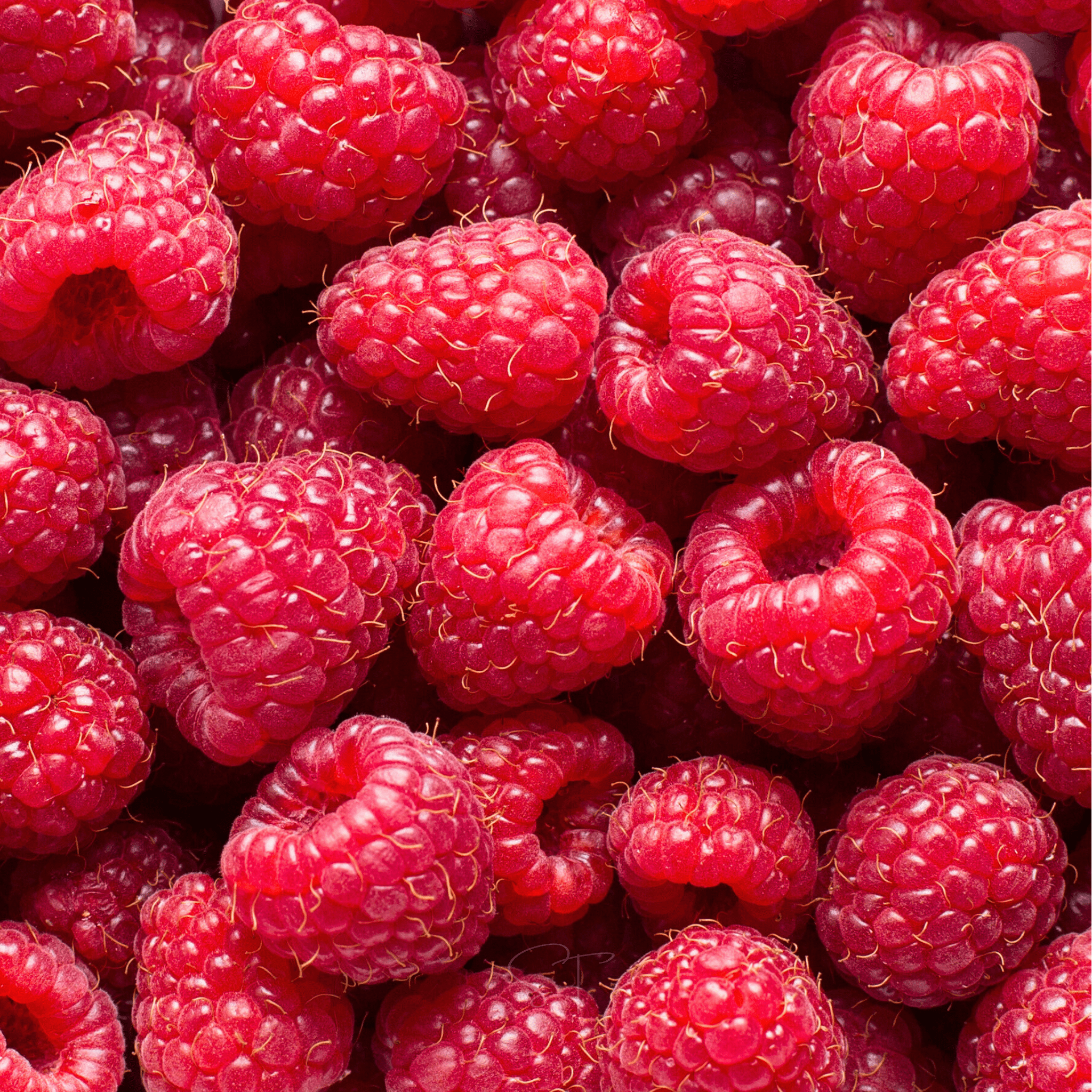 Red European Raspberry – 30 Seeds by Southern Seeds