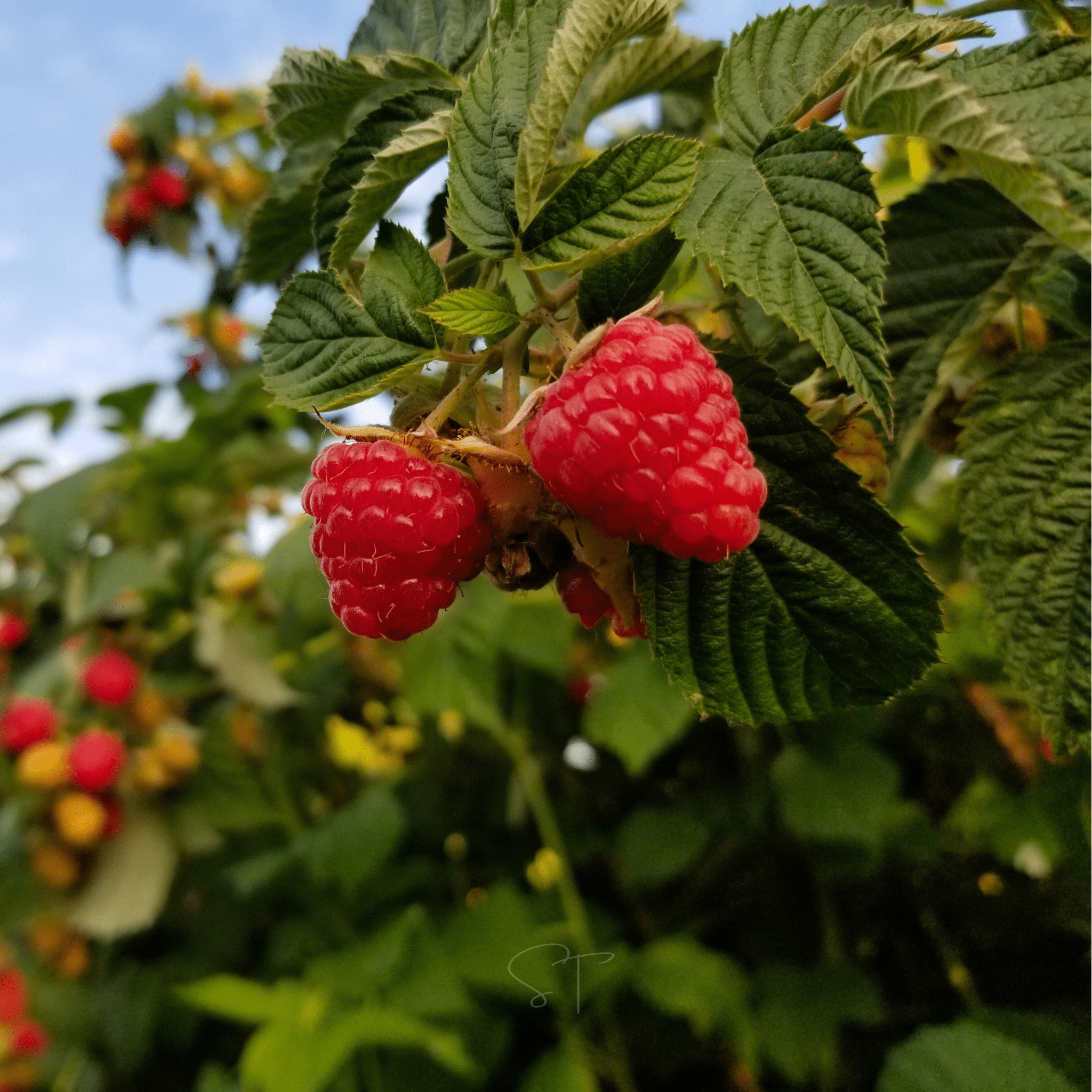 Red European Raspberry – 30 Seeds by Southern Seeds