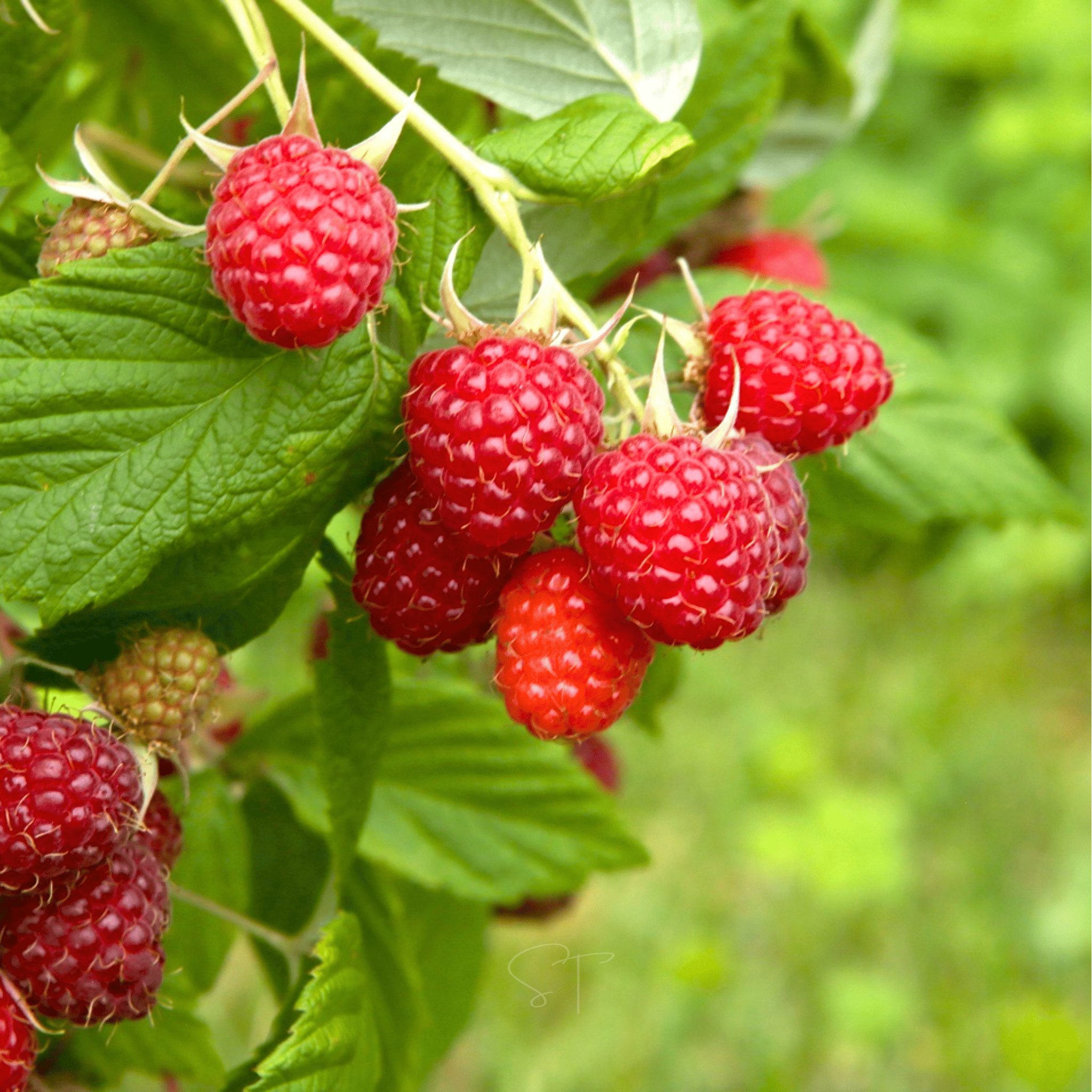 Red European Raspberry – 30 Seeds by Southern Seeds