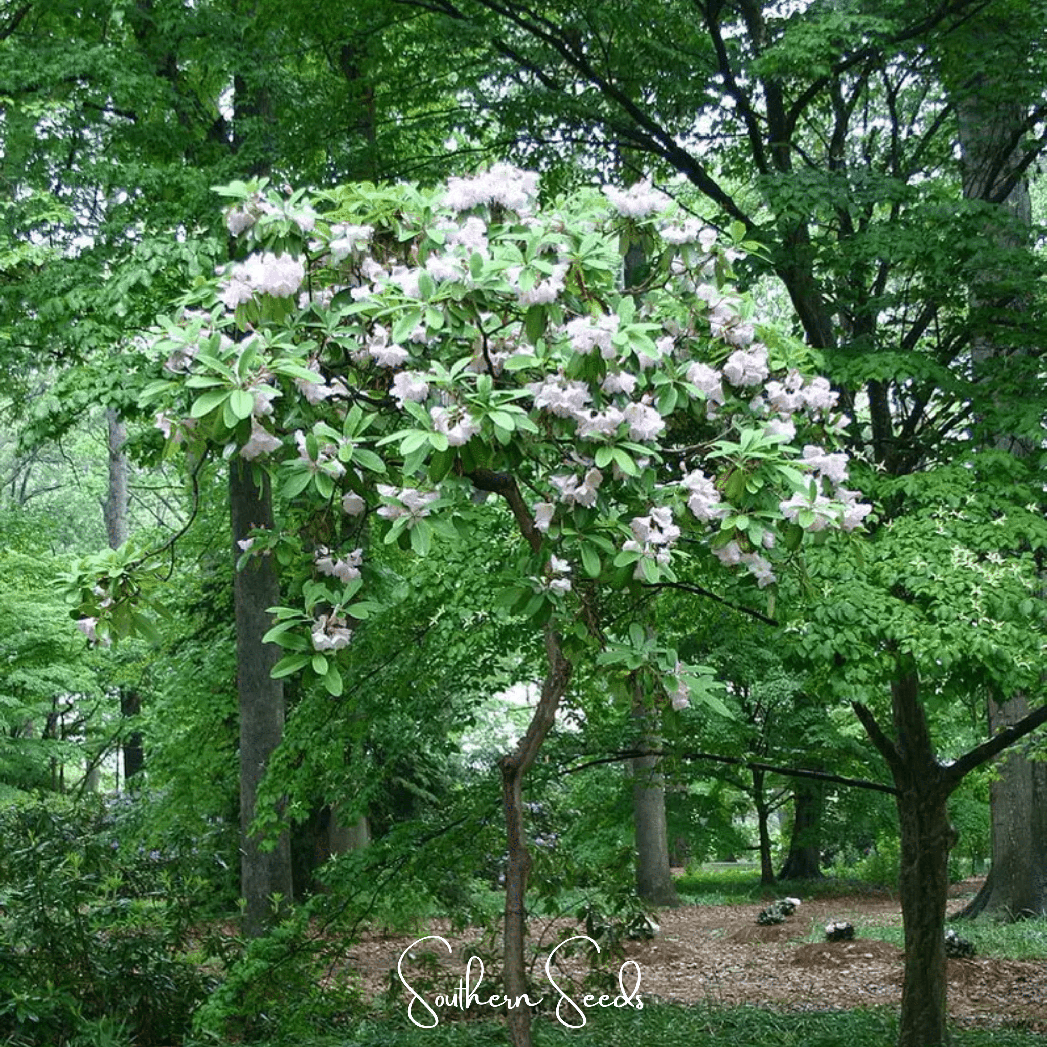 Fortune Rhododendron – 100 Seeds by Southern Seeds
