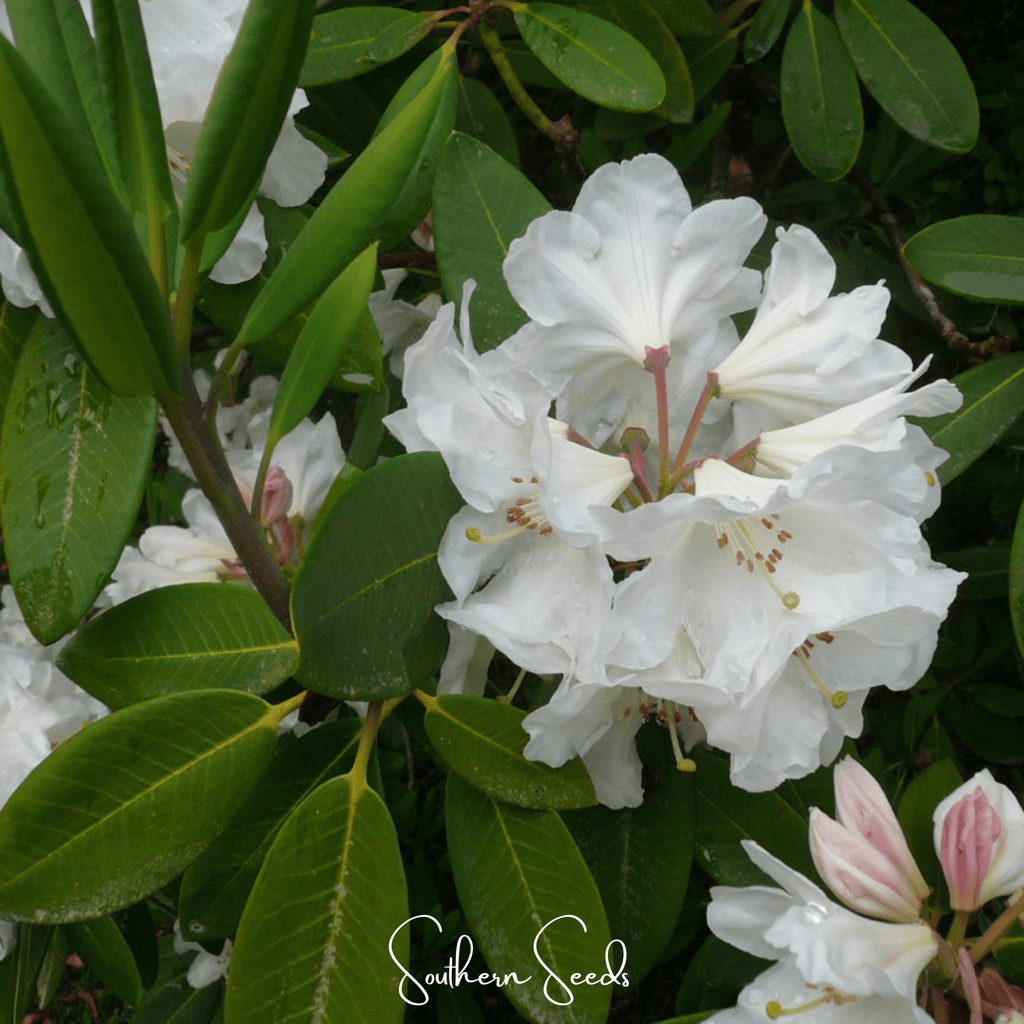 Fortune Rhododendron – 100 Seeds by Southern Seeds