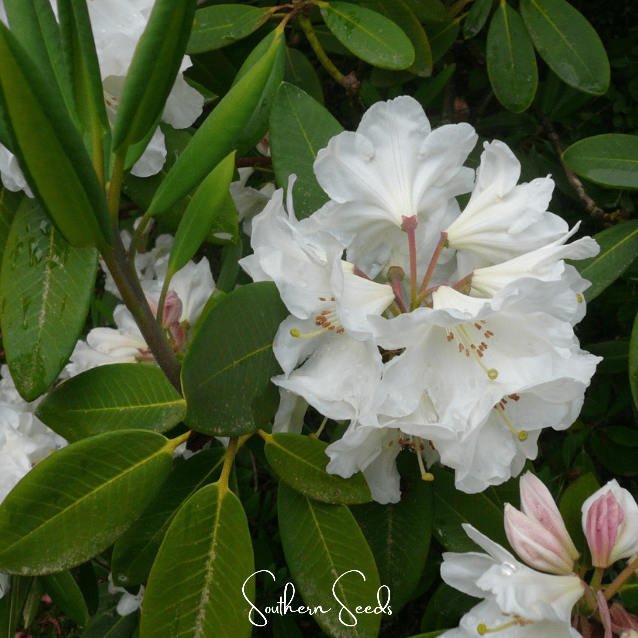 Fortune Rhododendron – 100 Seeds by Southern Seeds