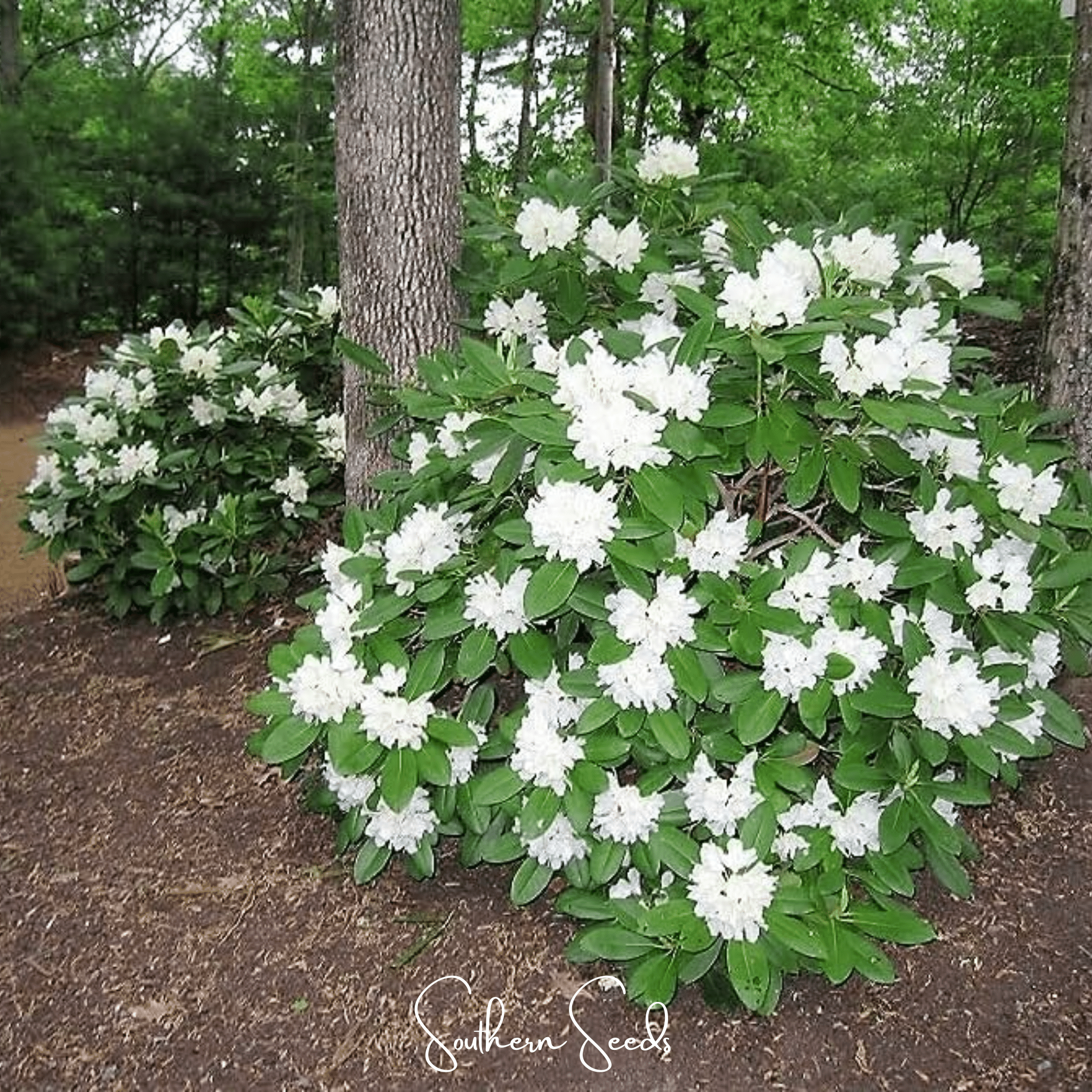 Fortune Rhododendron – 100 Seeds by Southern Seeds