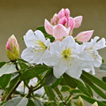 Fortune Rhododendron – 100 Seeds by Southern Seeds