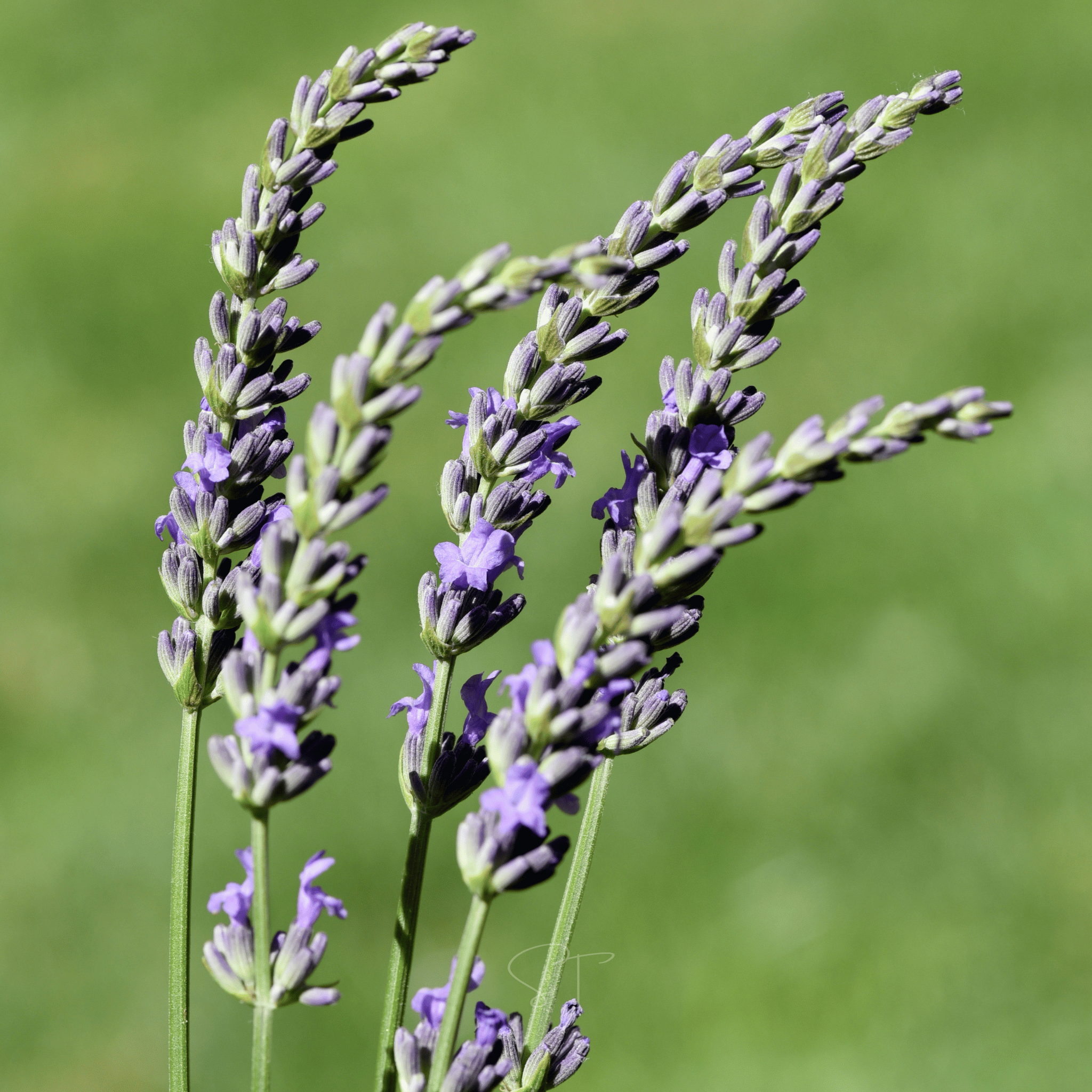 Spike Lavender – 100 Seeds by Southern Seeds