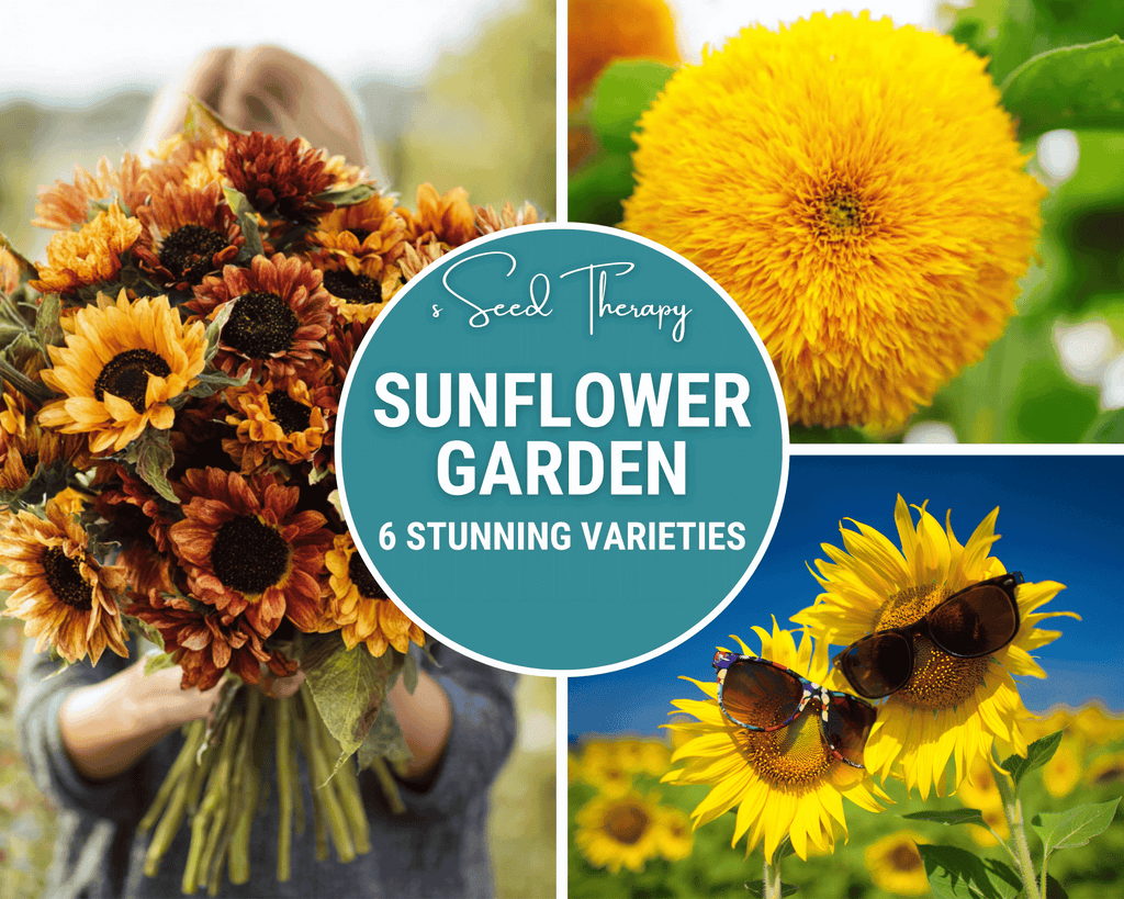 Sunflower Seed Collection – 6 Varieties by Southern Seeds