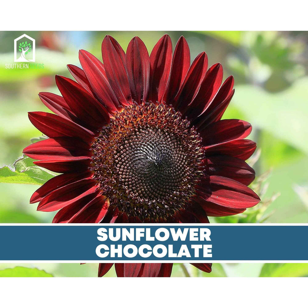 Sunflower Seed Collection – 6 Varieties by Southern Seeds