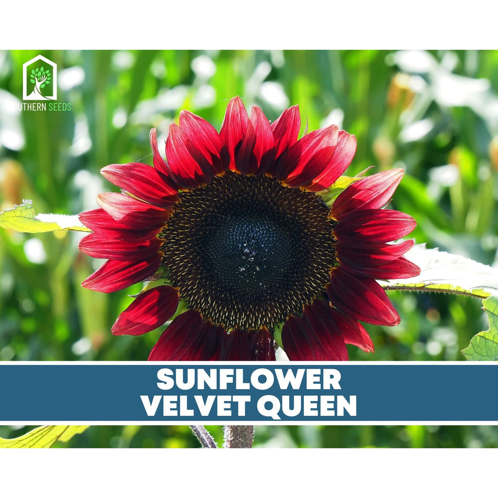 Sunflower Seed Collection – 6 Varieties by Southern Seeds