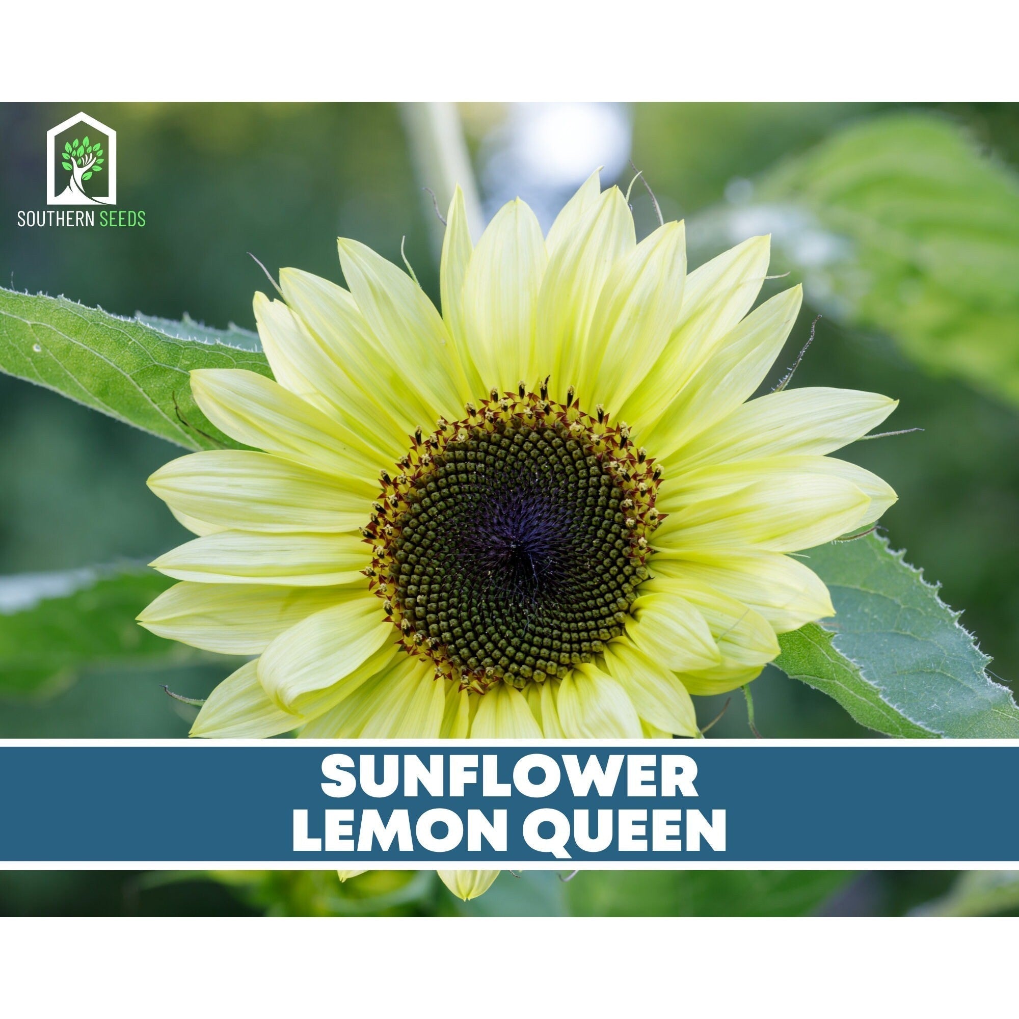 Sunflower Seed Collection – 6 Varieties by Southern Seeds