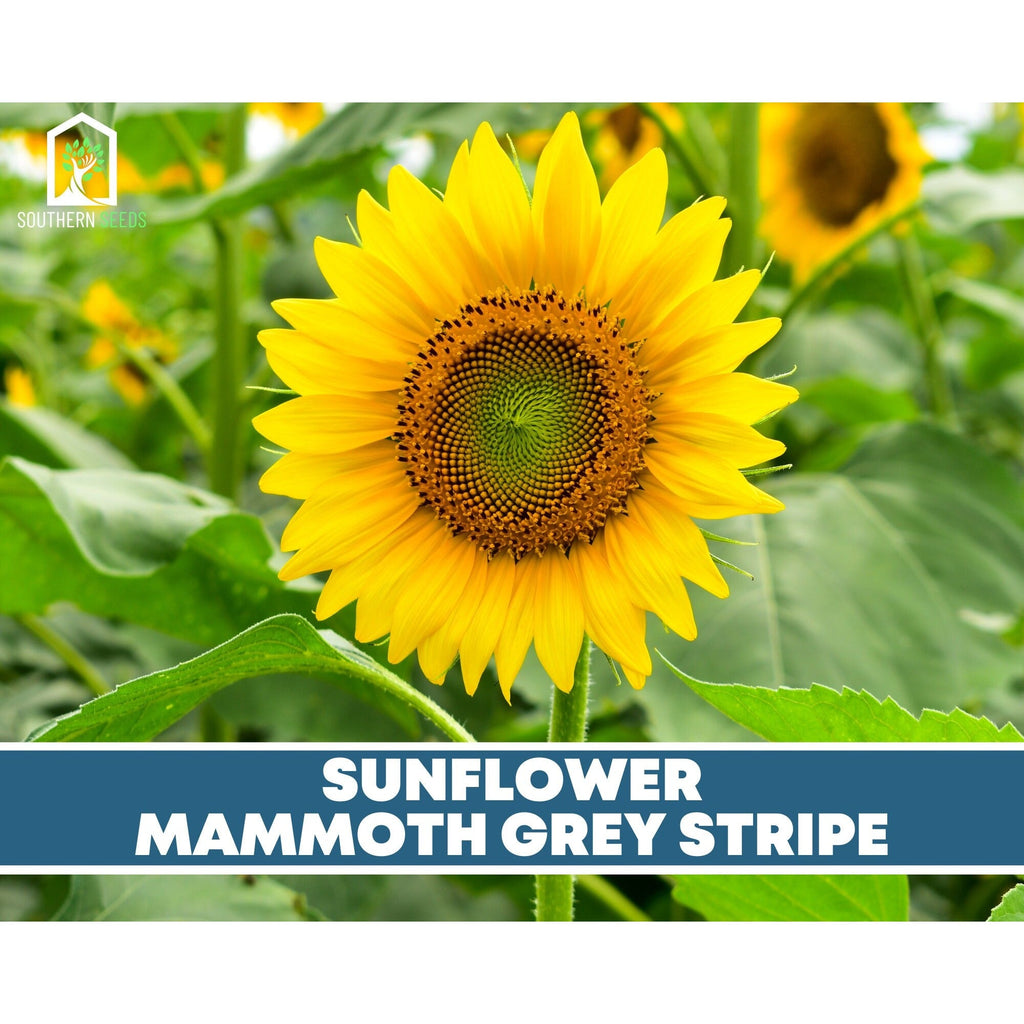 Sunflower Seed Collection – 6 Varieties by Southern Seeds